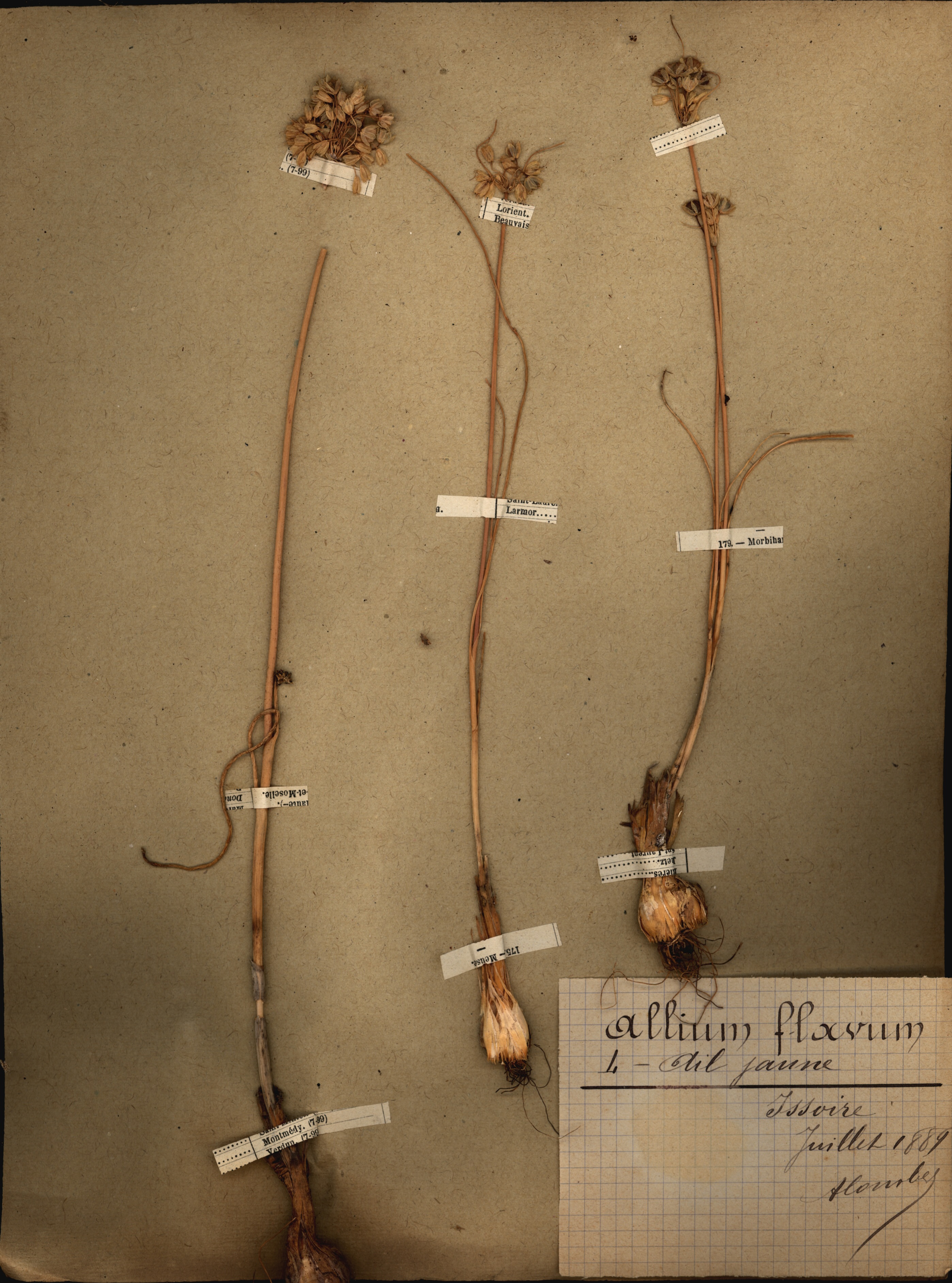 Allium flavum CLF079519
