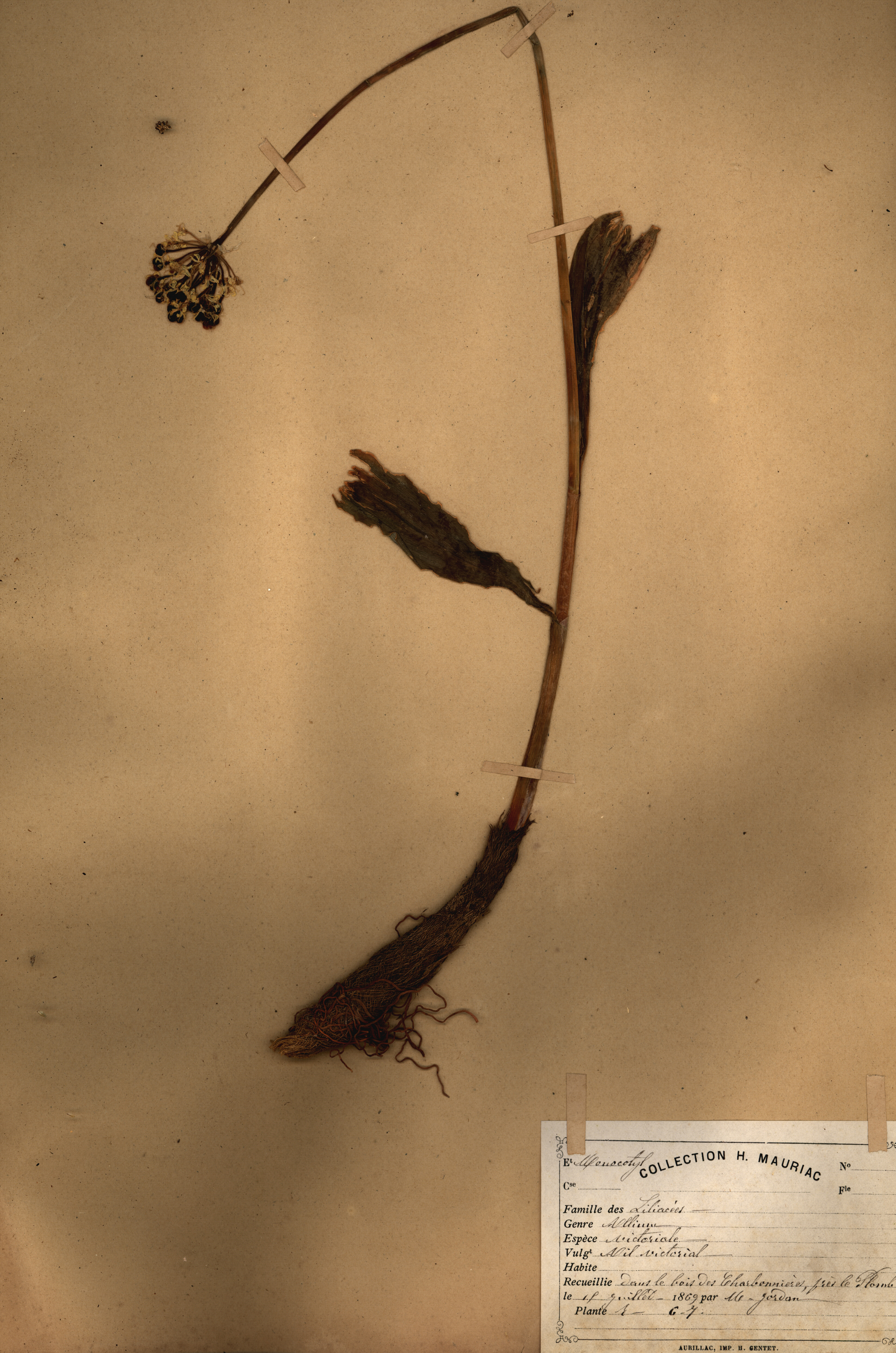 Allium victoriale CLF079522