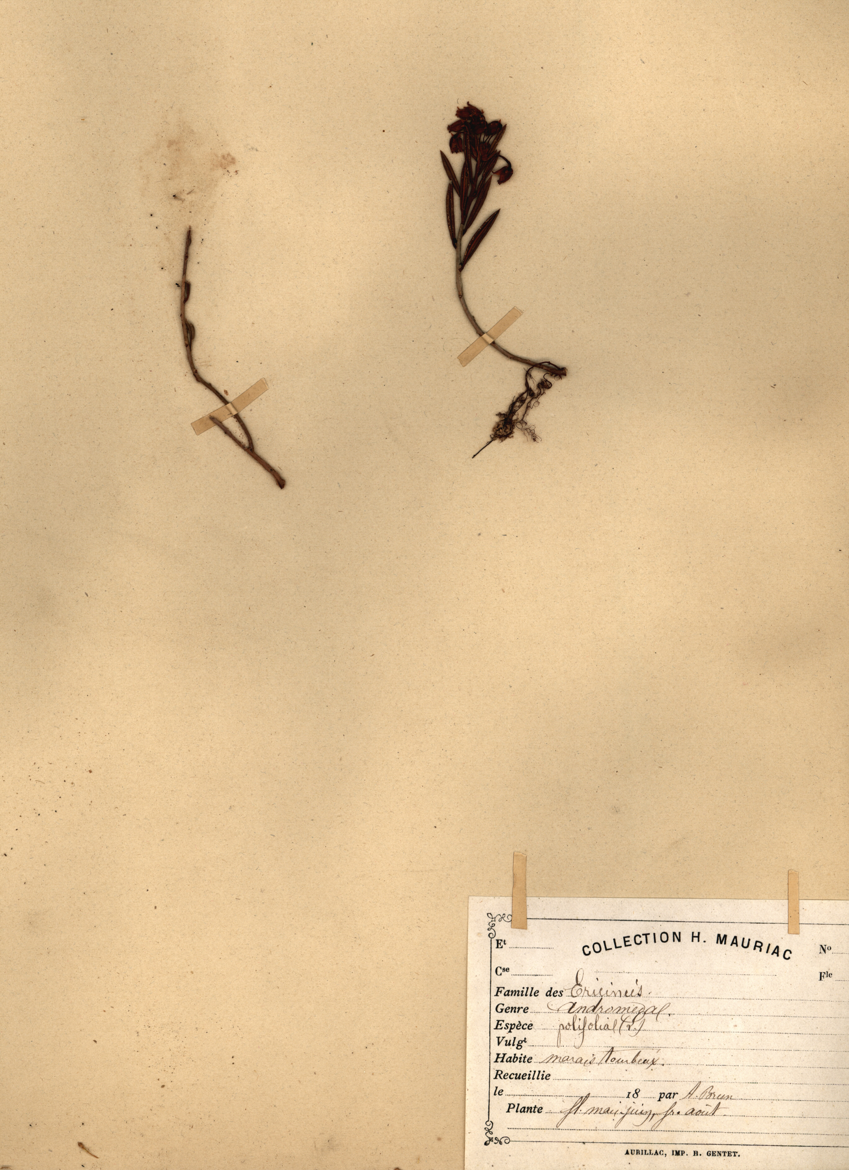 Andromeda polifolia CLF079549
