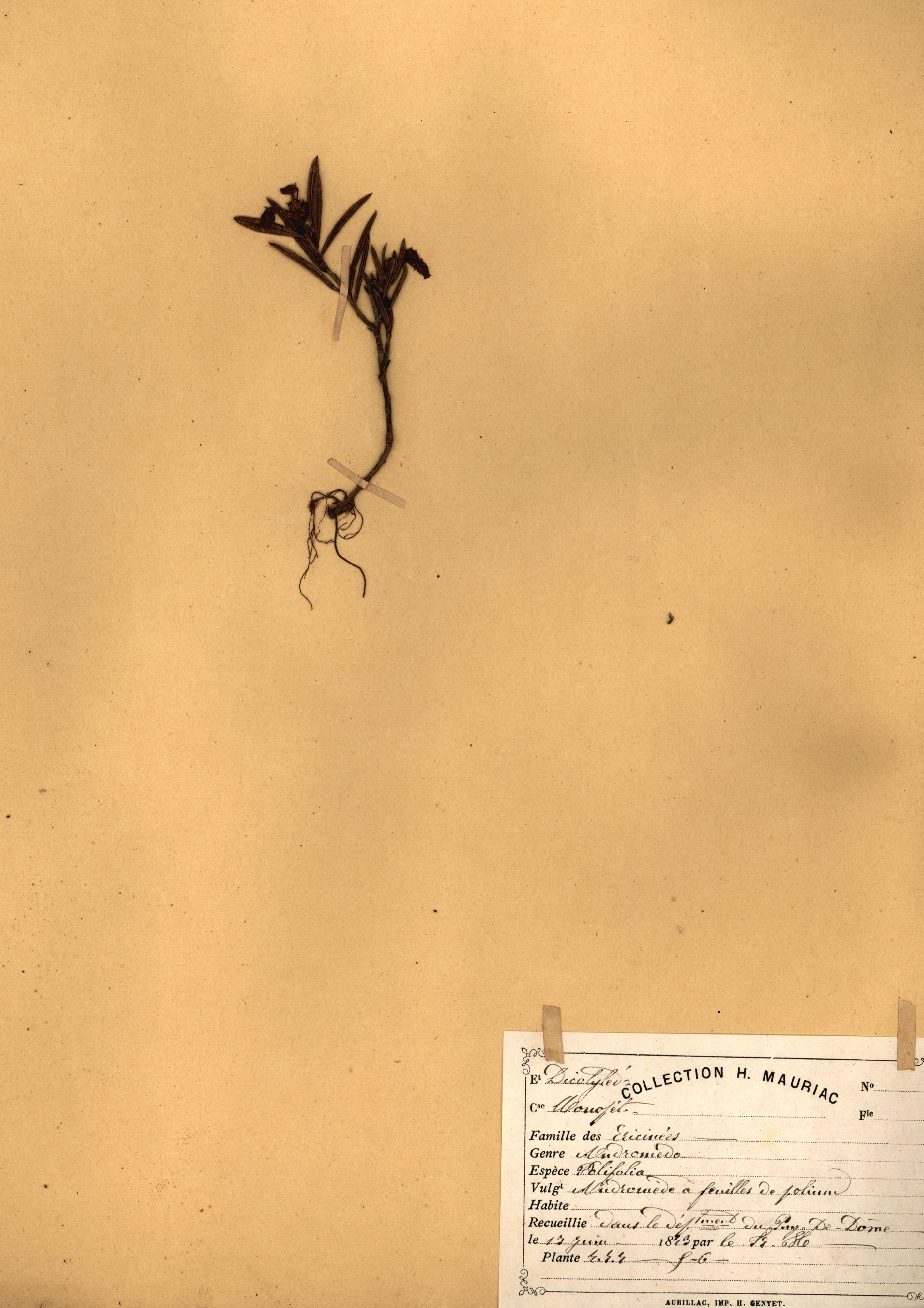 Andromeda polifolia CLF079550