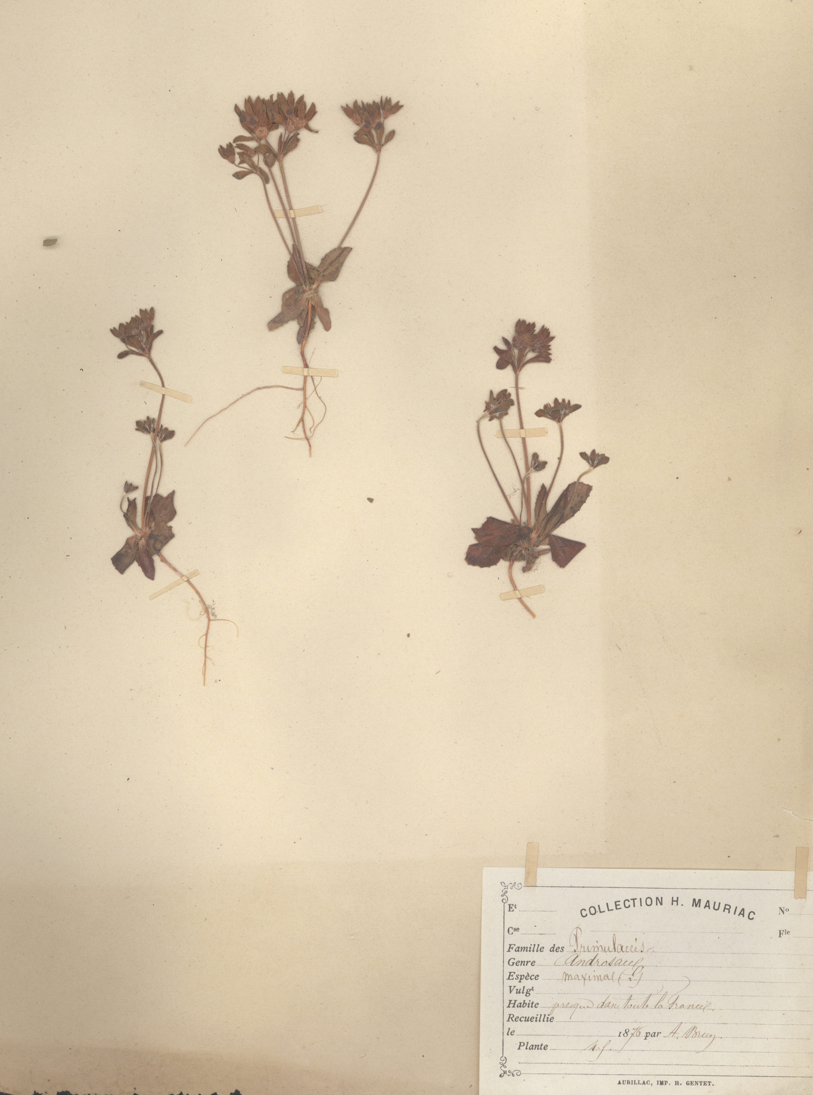 Androsace maxima CLF079580