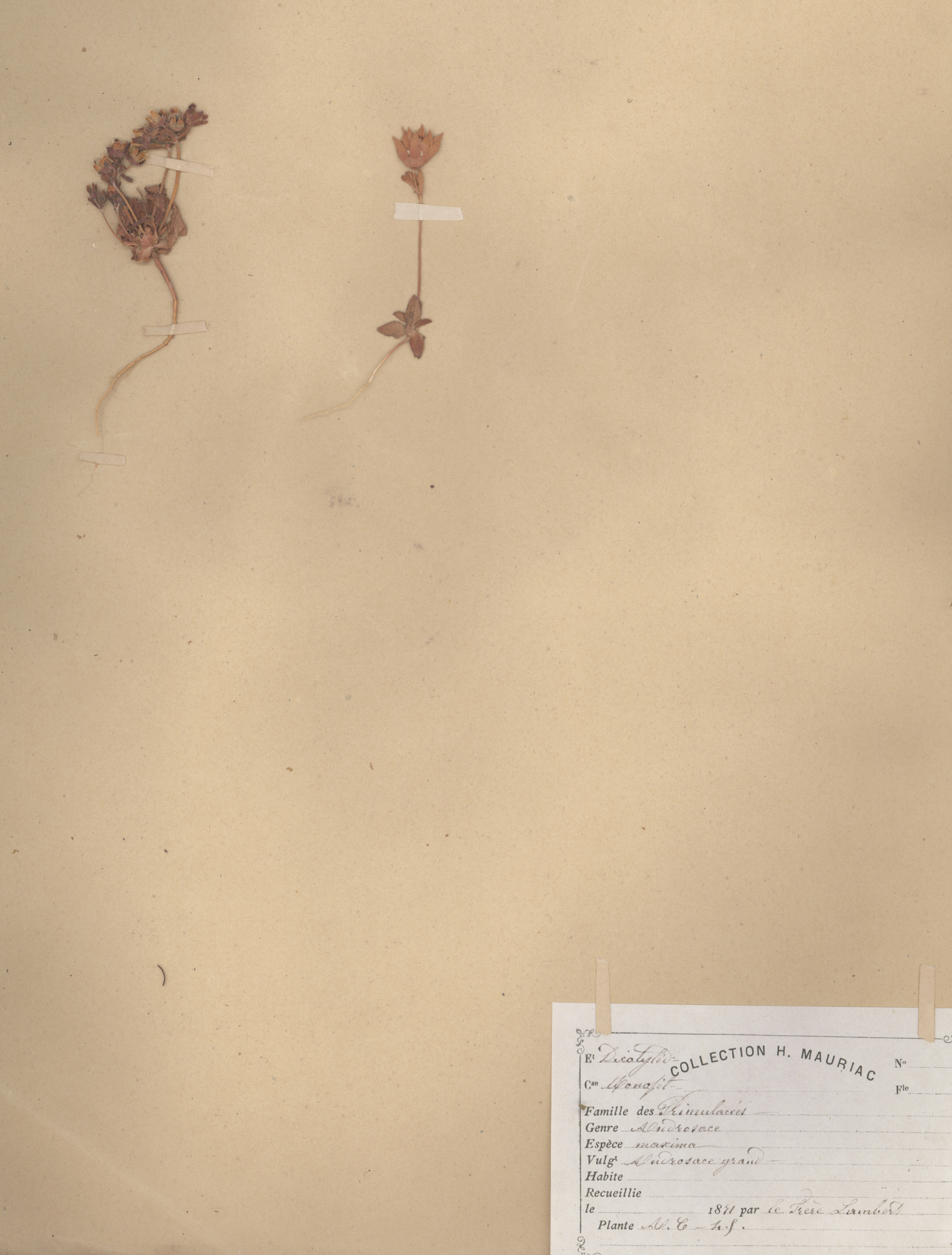 Androsace maxima CLF079581