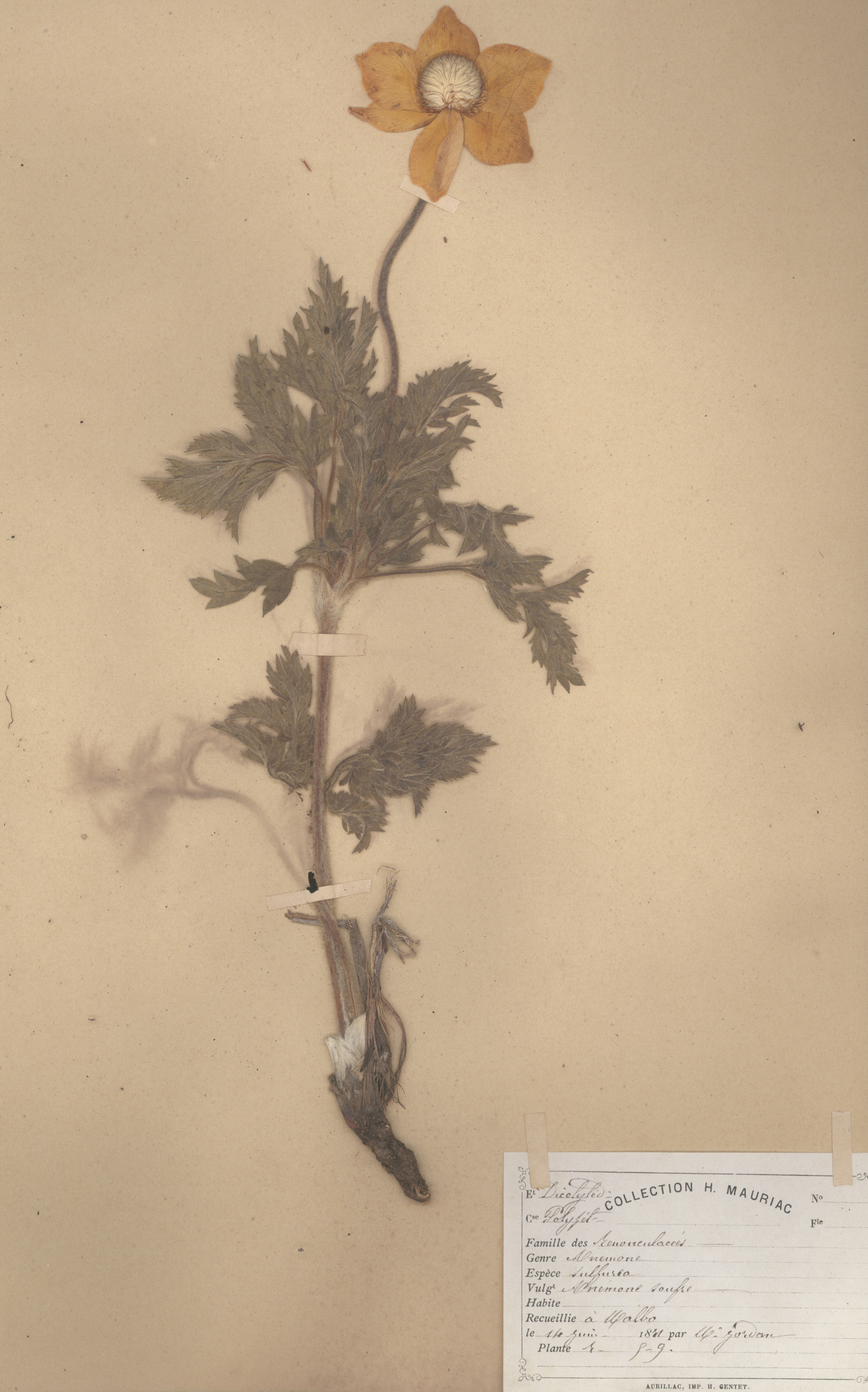 Anemone sulfurea 