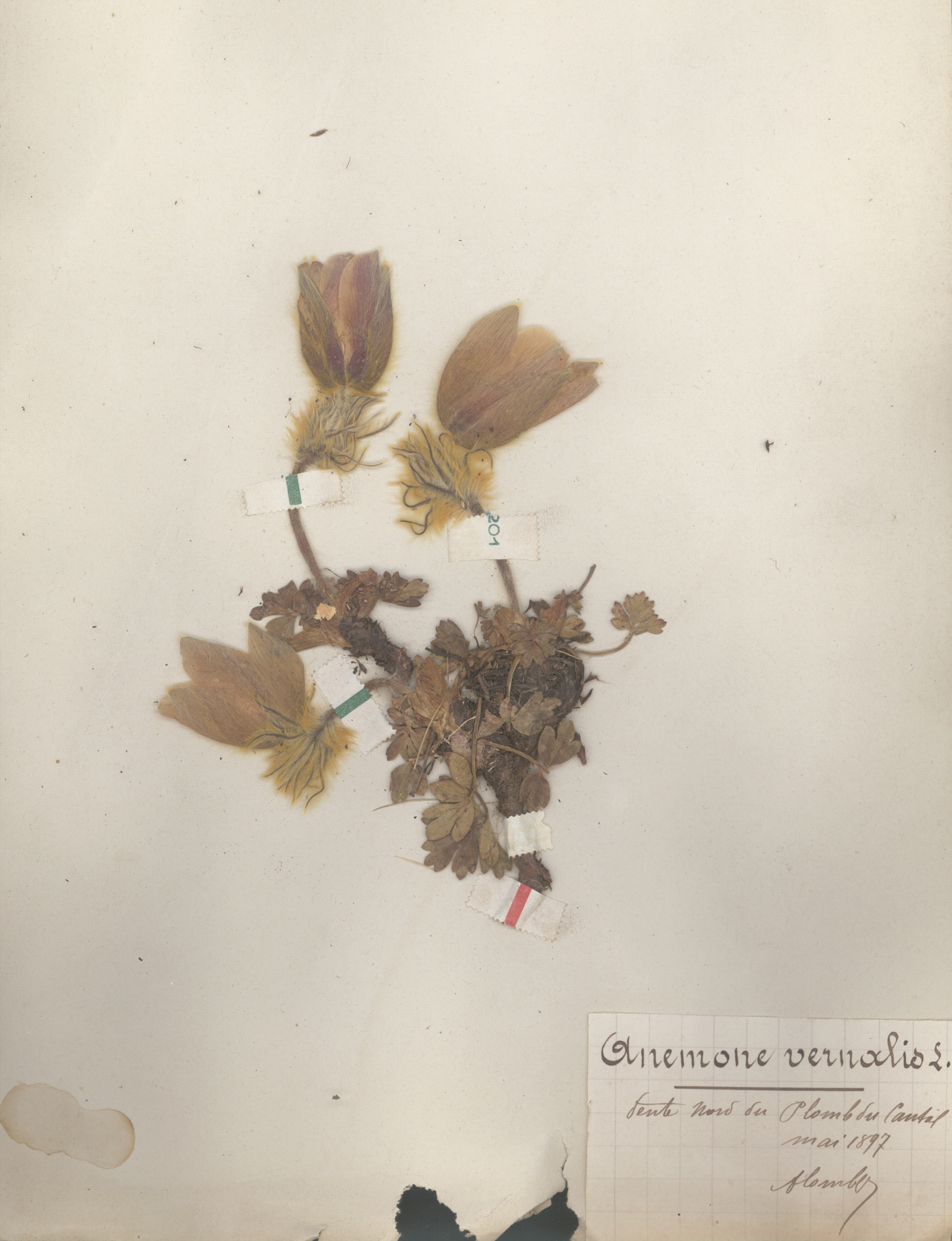 Anemone vernalis CLF079602