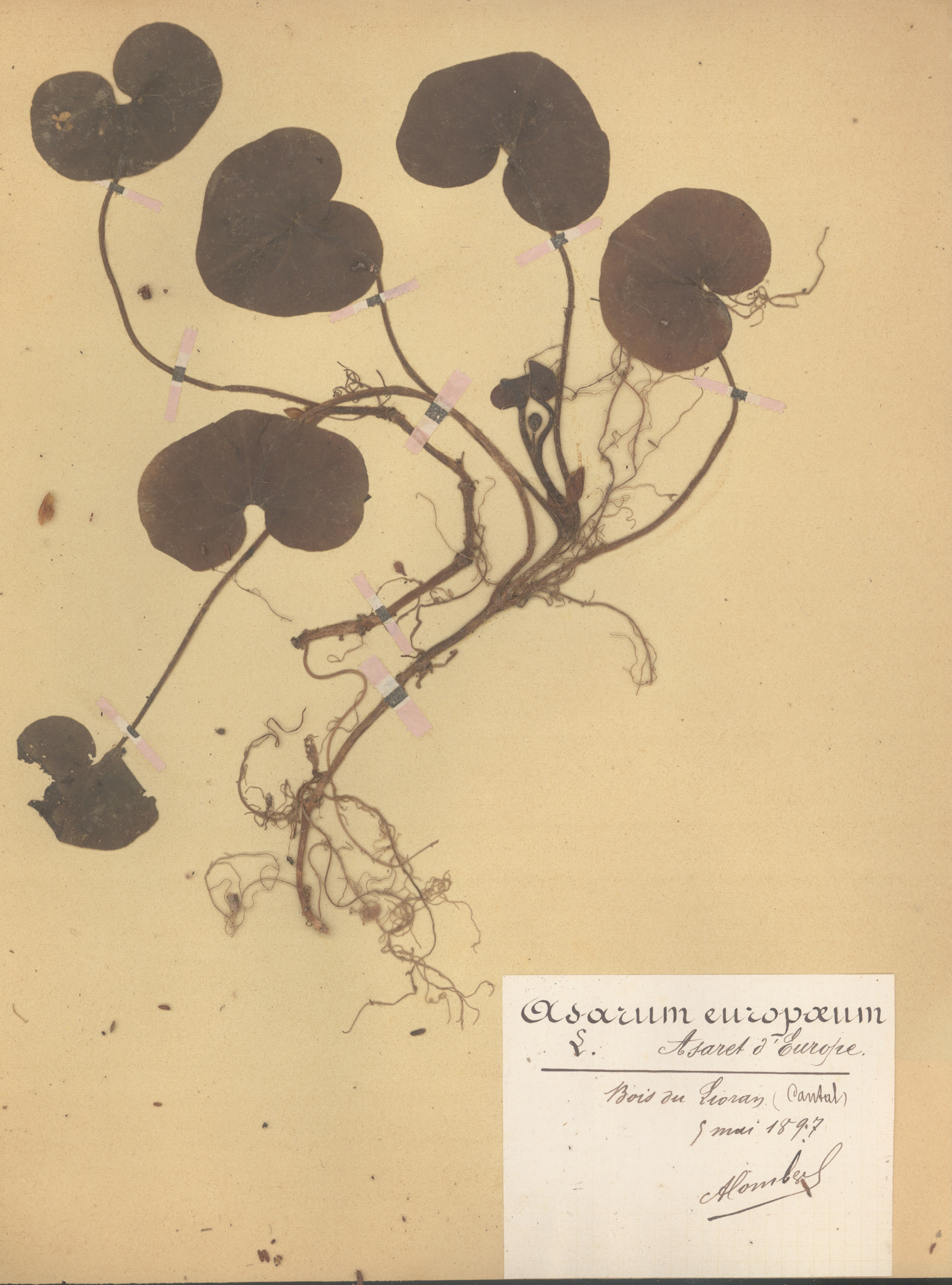 Asarum europaeum CLF079570