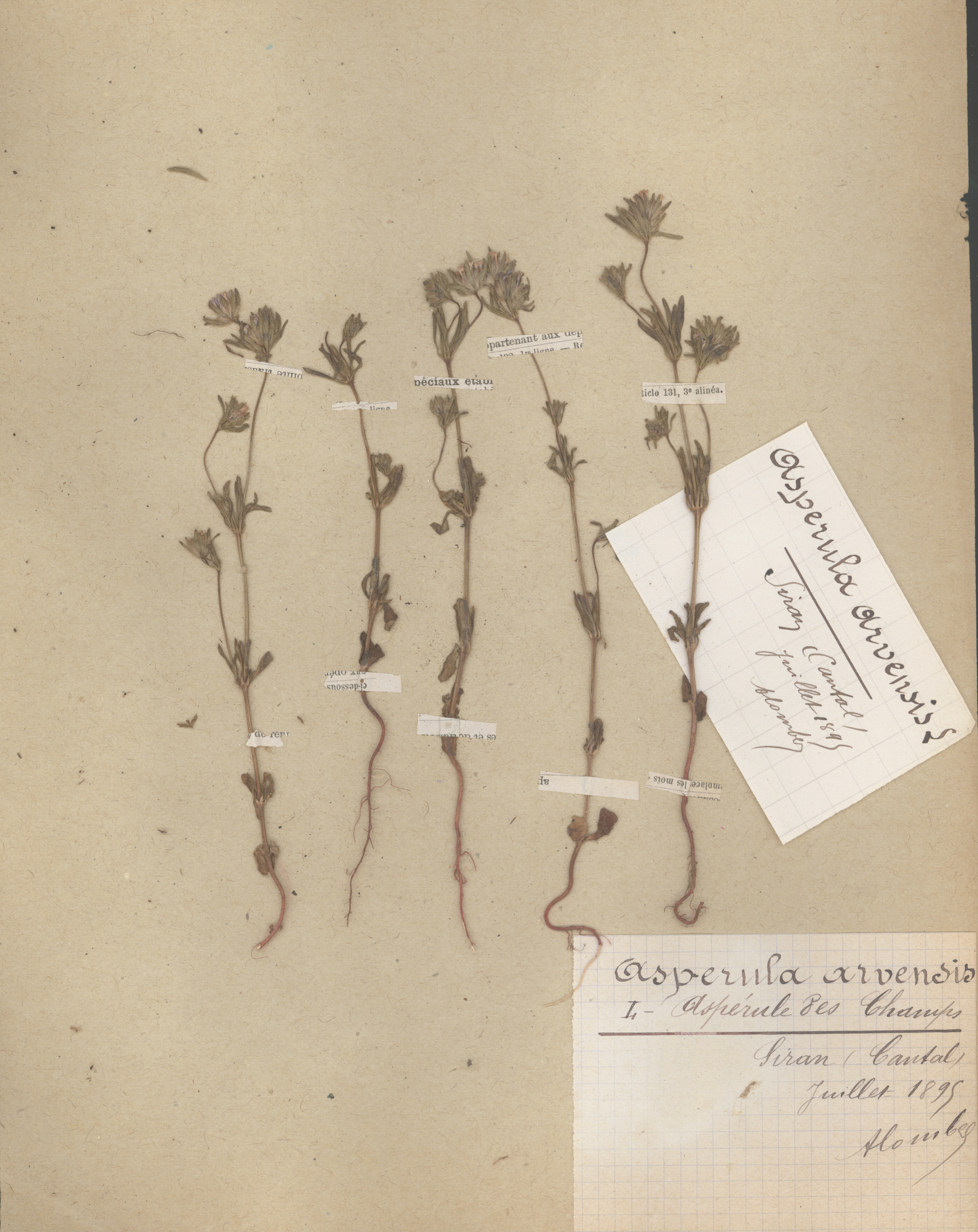 Asperula arvensis CLF079606