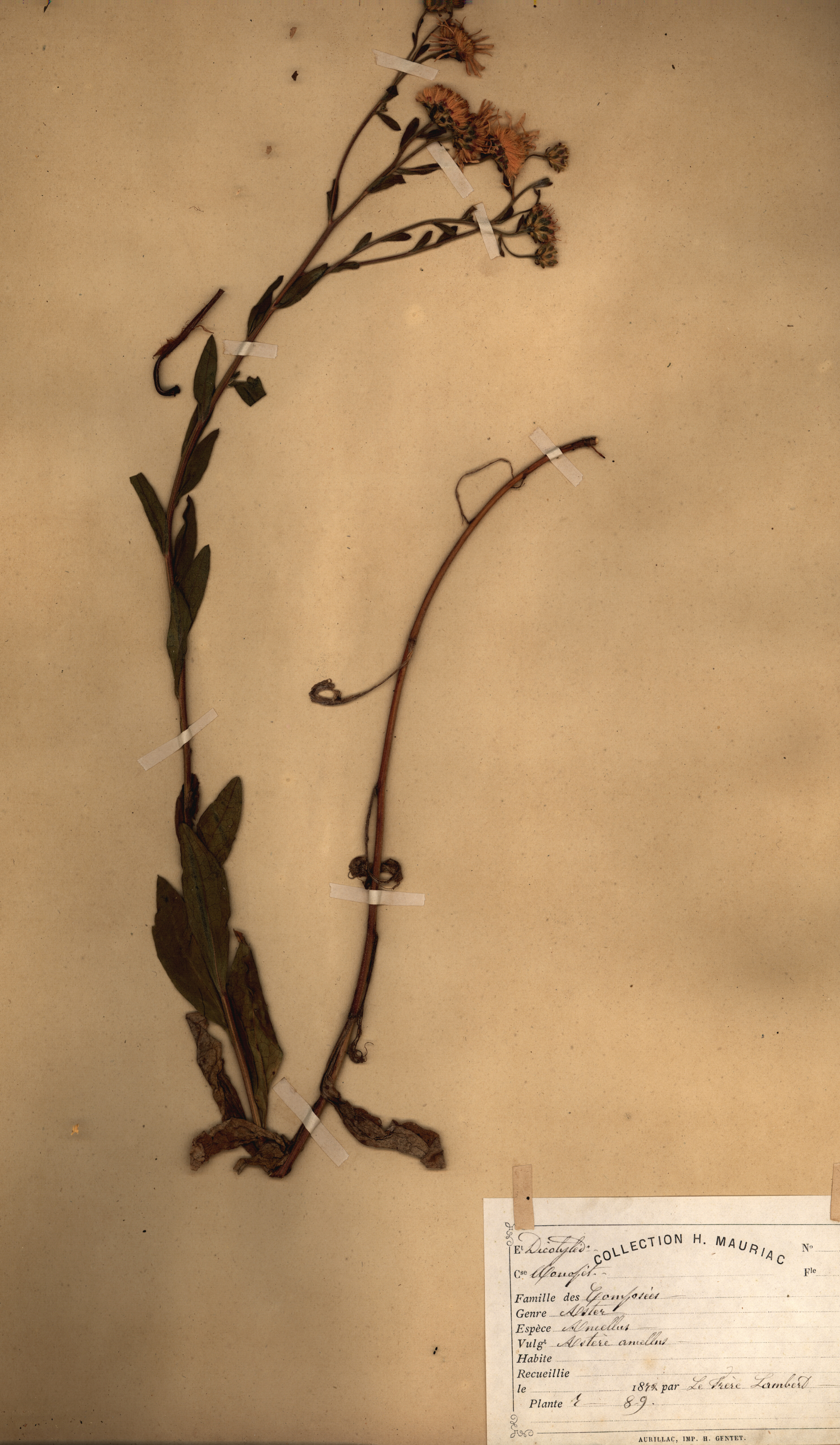 Aster amellus CLF079556