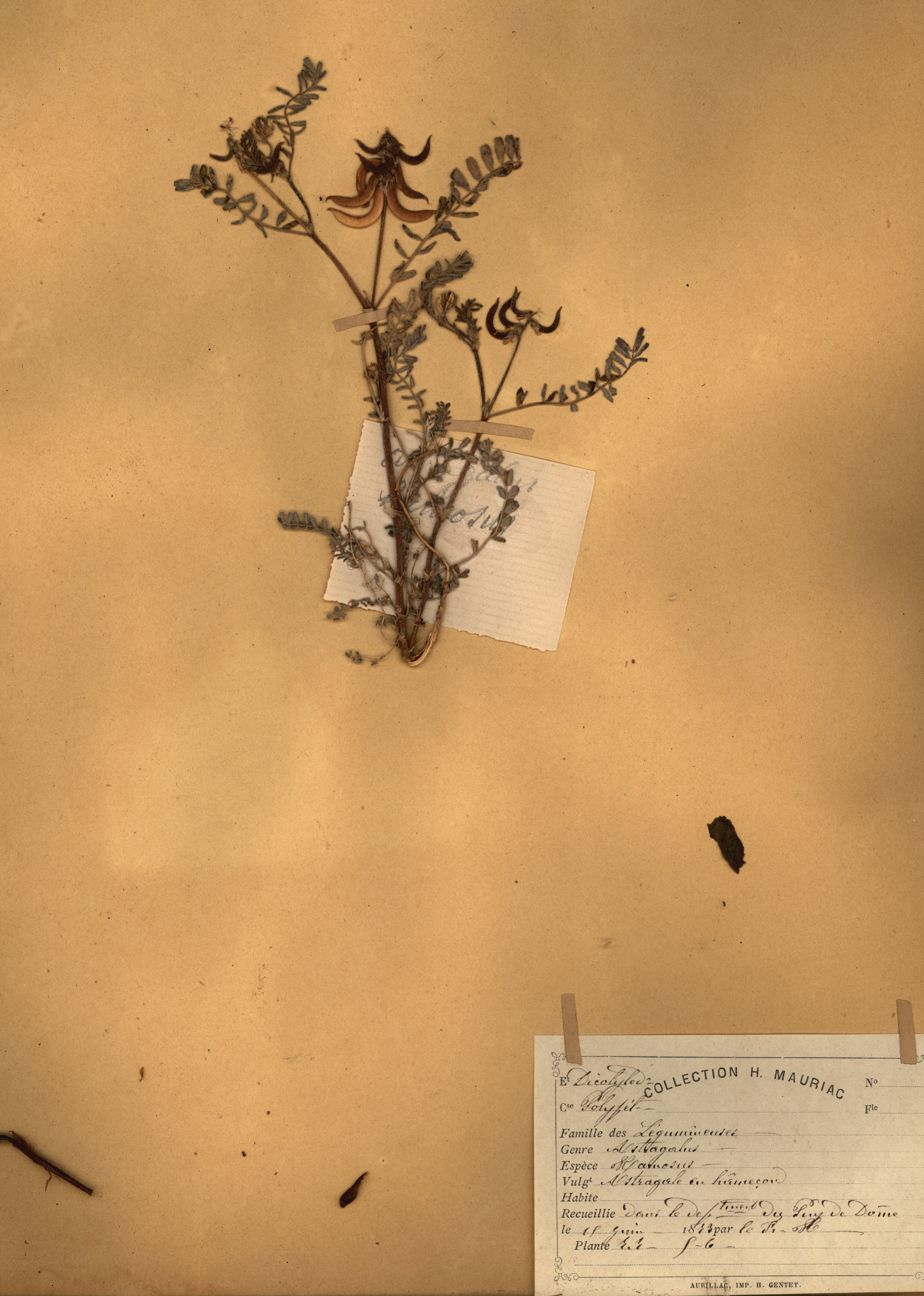 Astragalus hamosus CLF079567