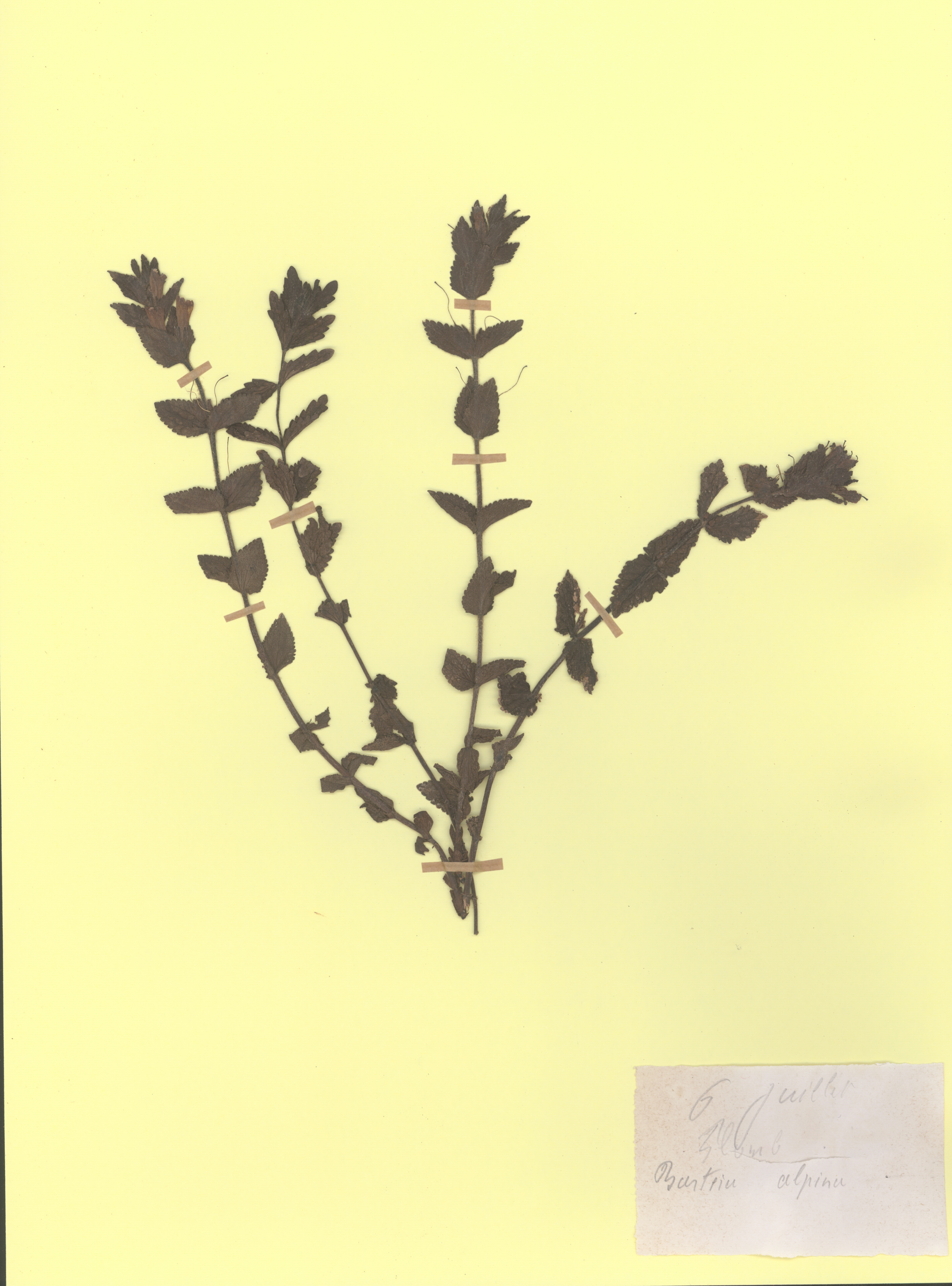 Bartsia alpina CLF079619