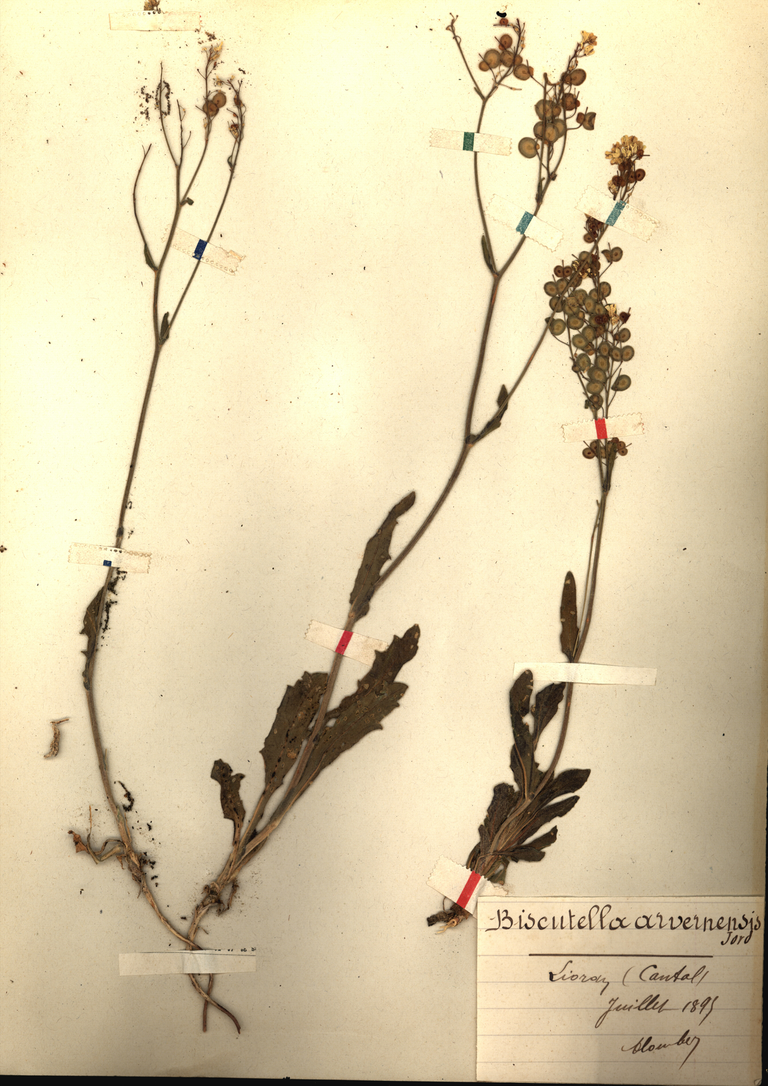 Biscutella arvernensis CLF079539