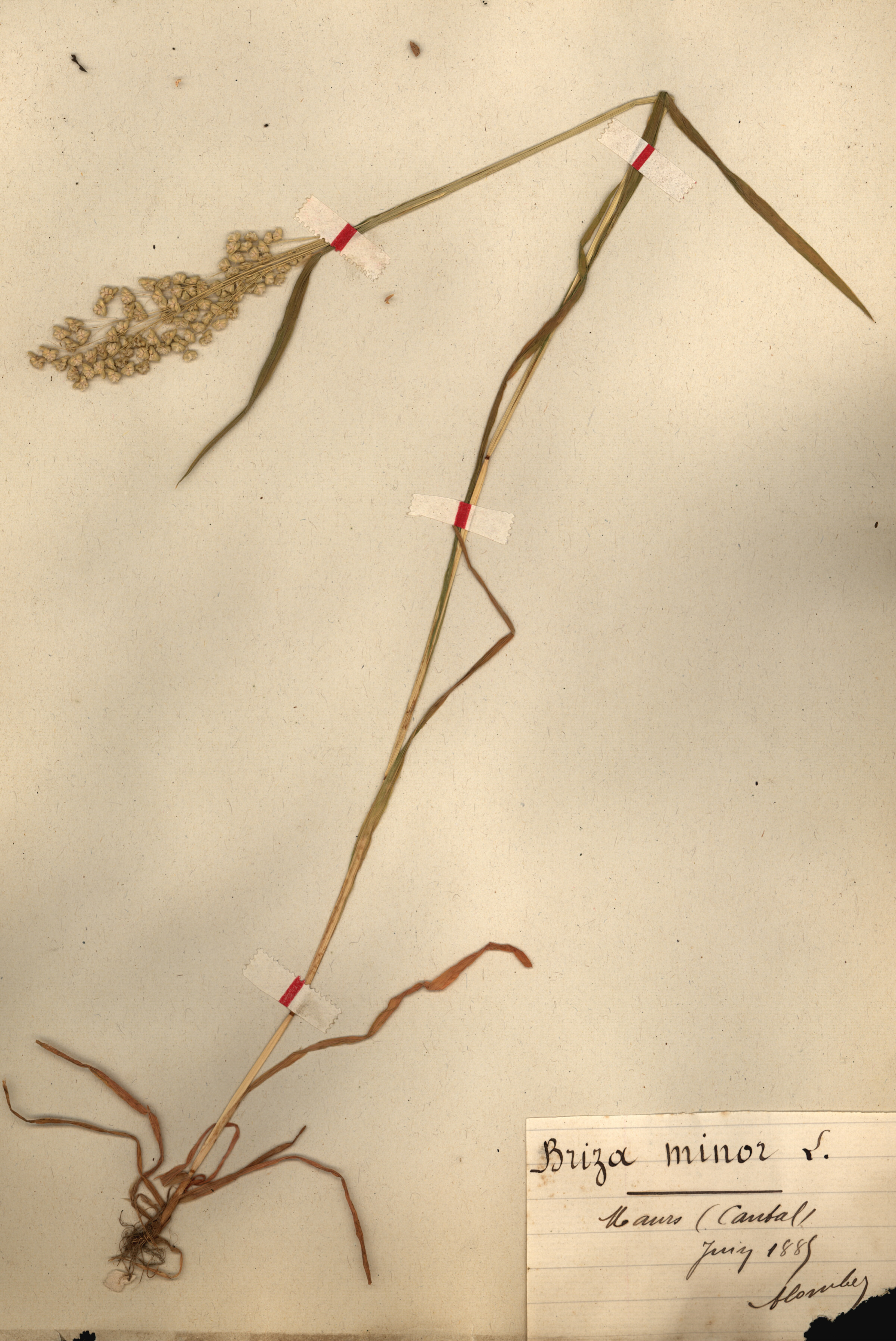 Briza minor CLF079559