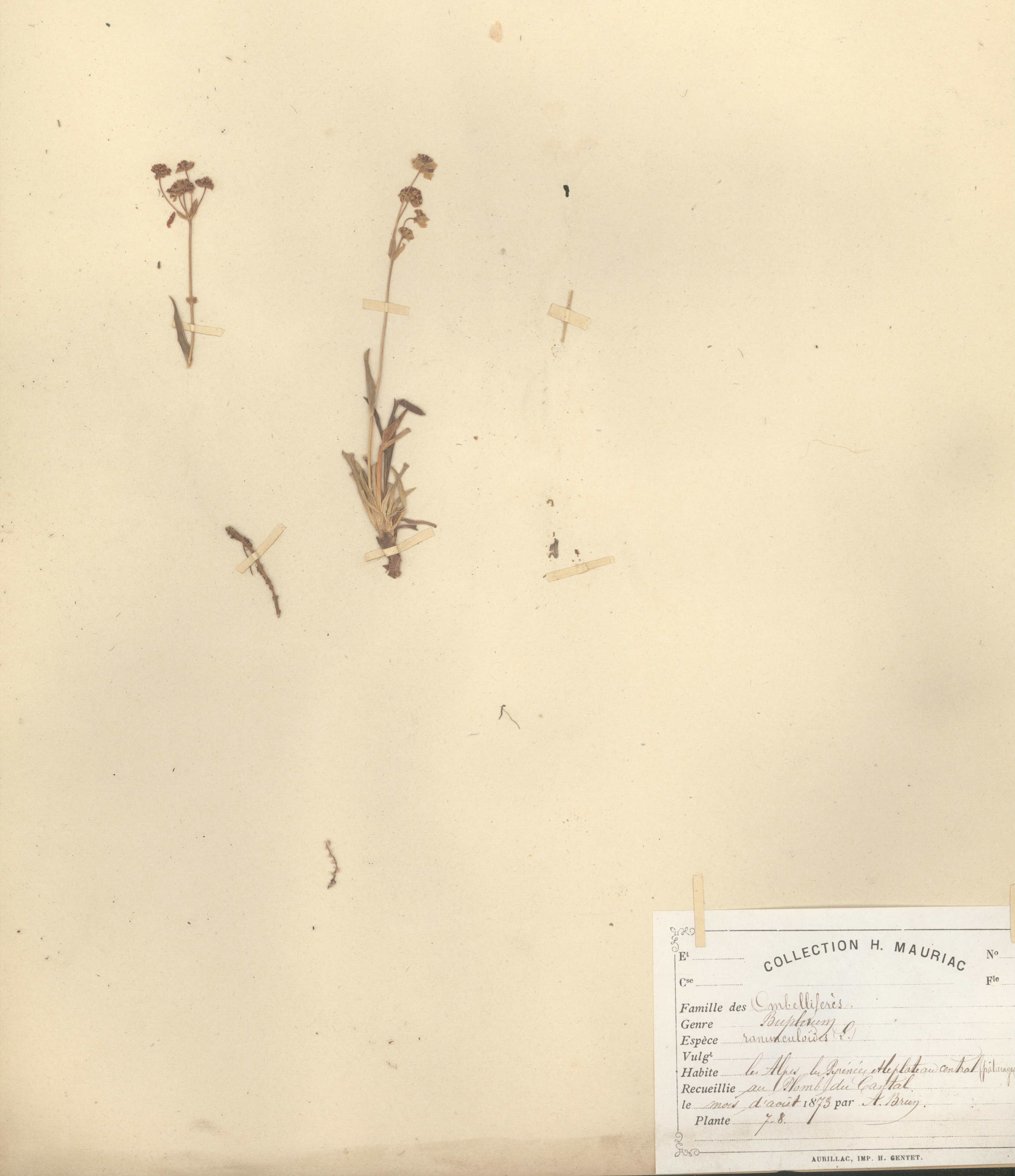 Bupleurum ranuncloides CLF079598