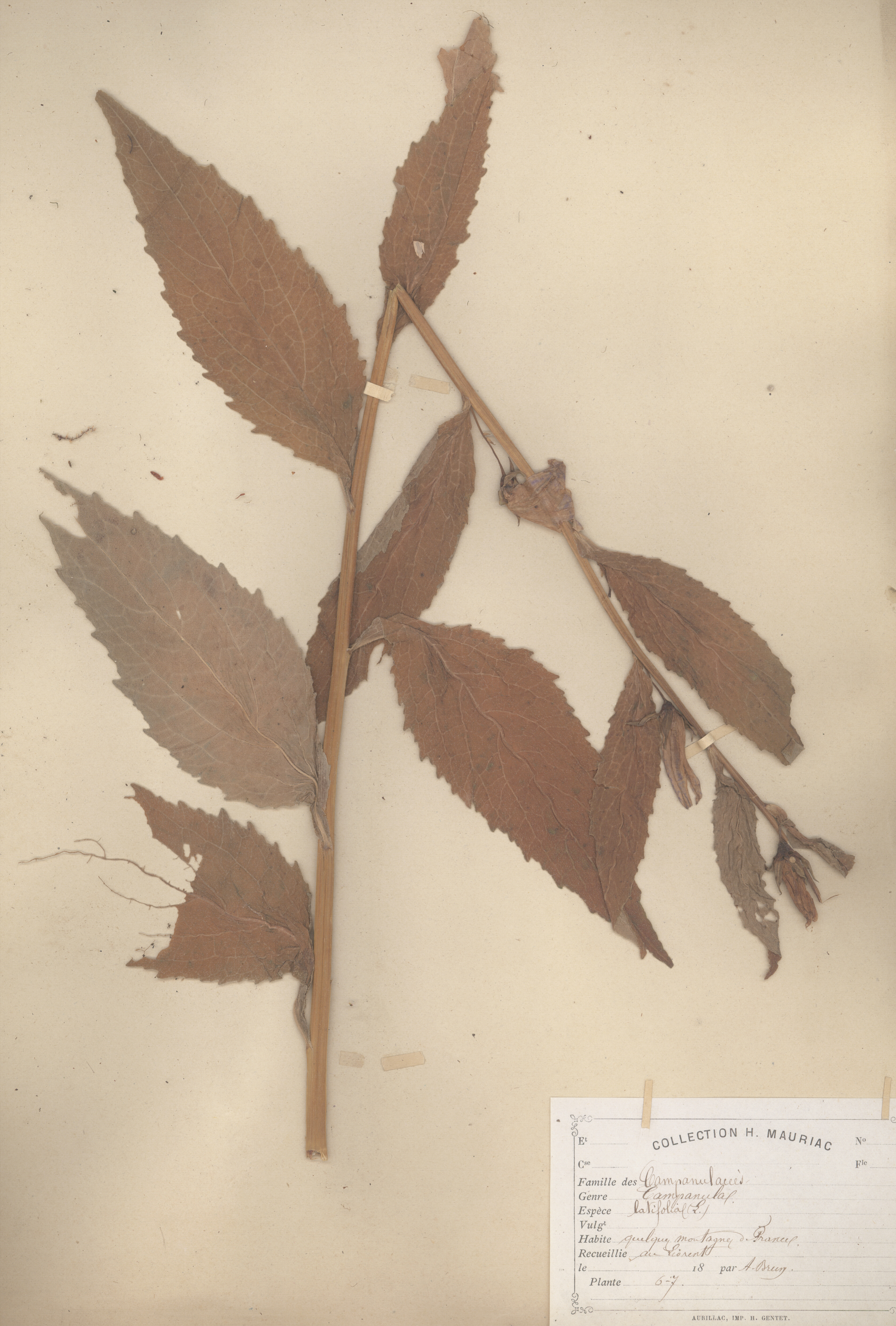 Campanula latifolia CLF079599