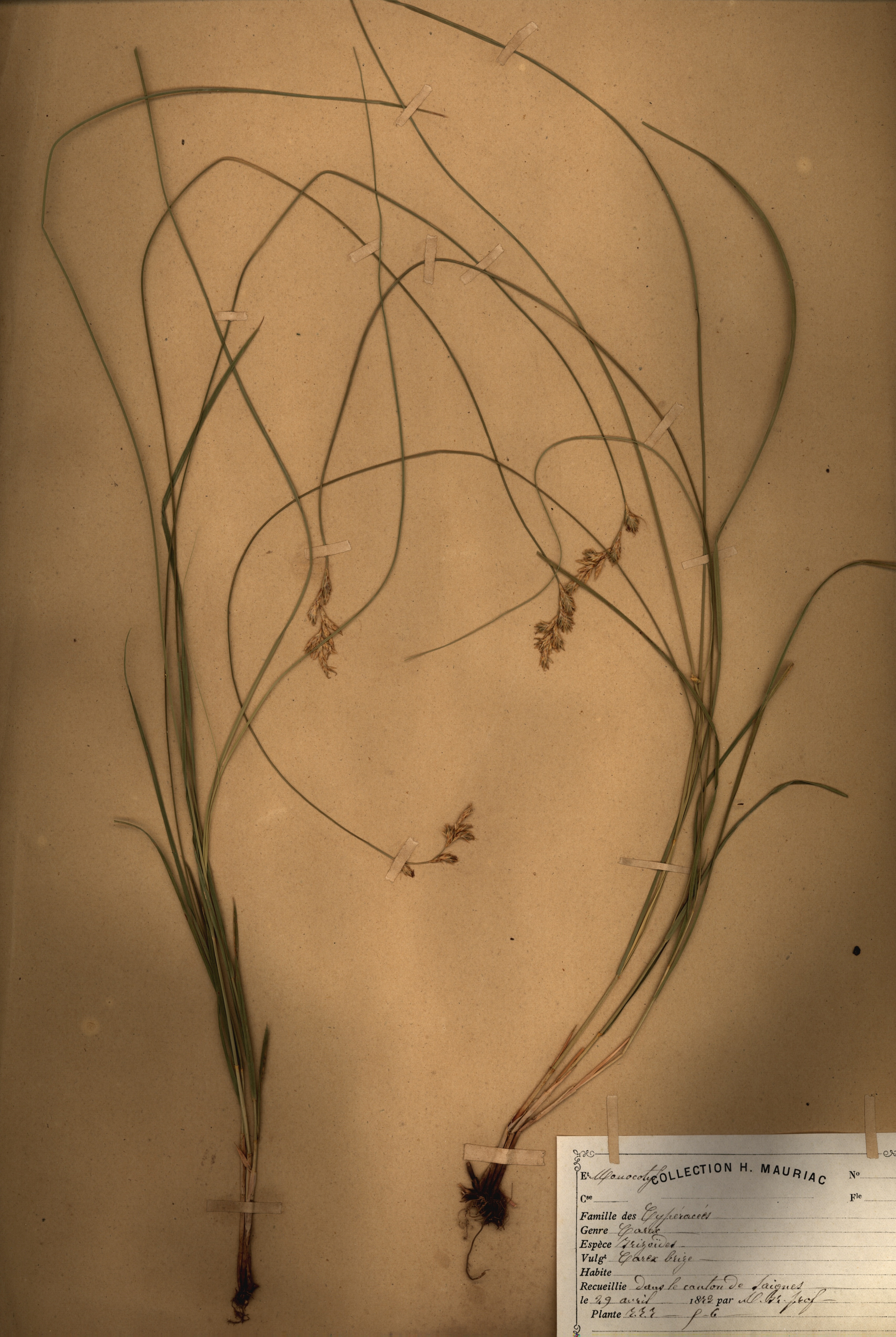 Carex brizoides CLF079503