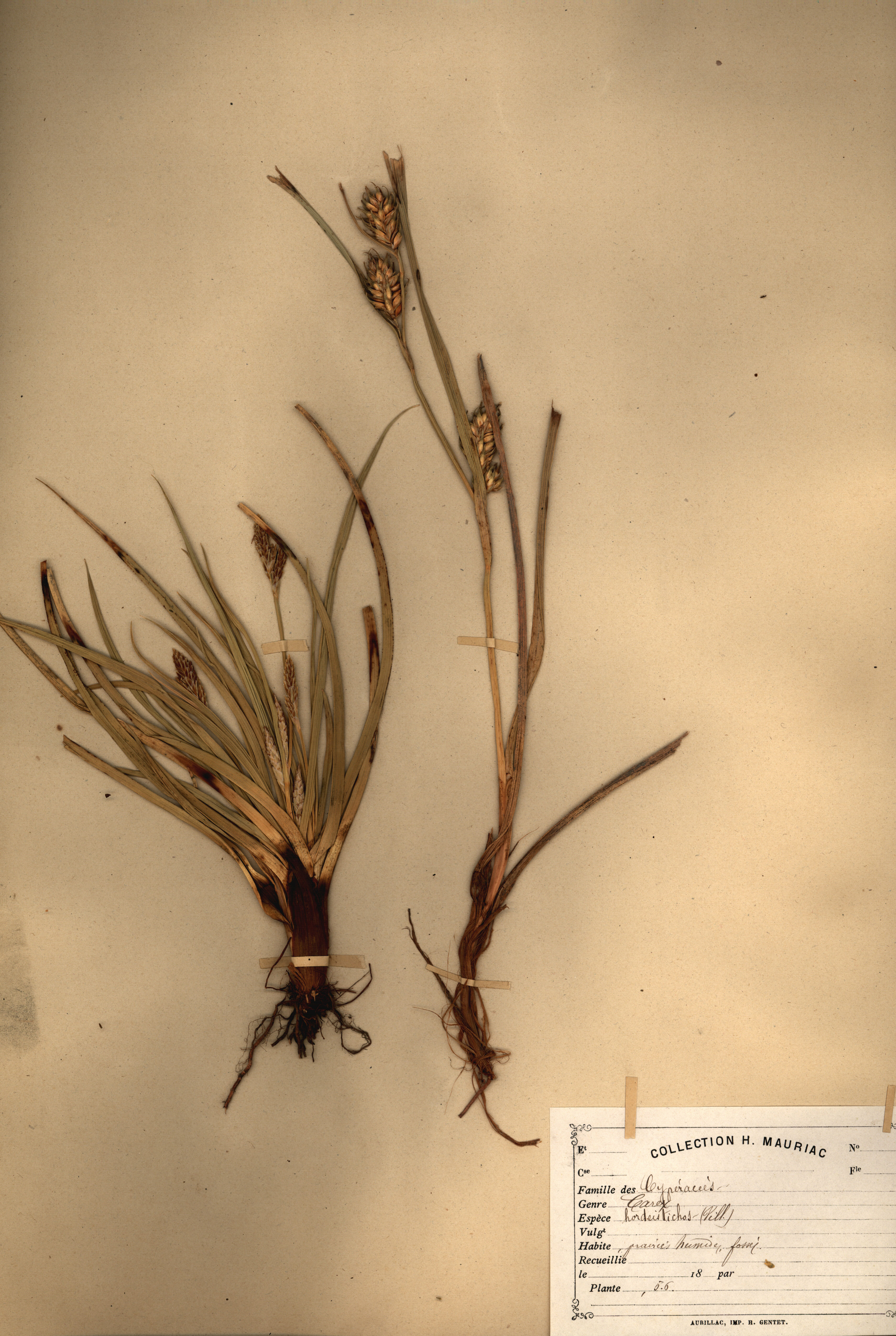 Carex hordeistichos CLF079500