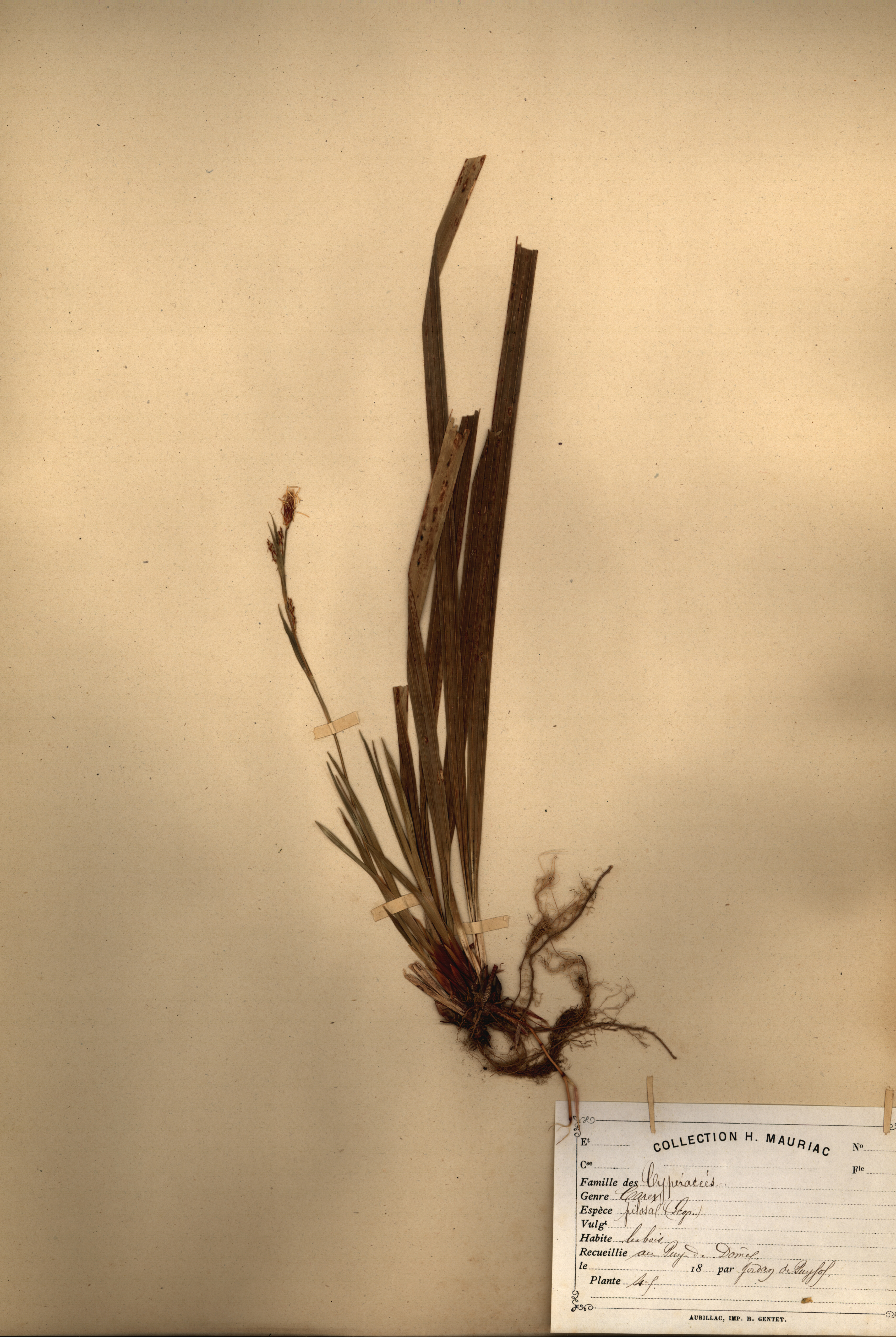 Carex pilosa CLF079501