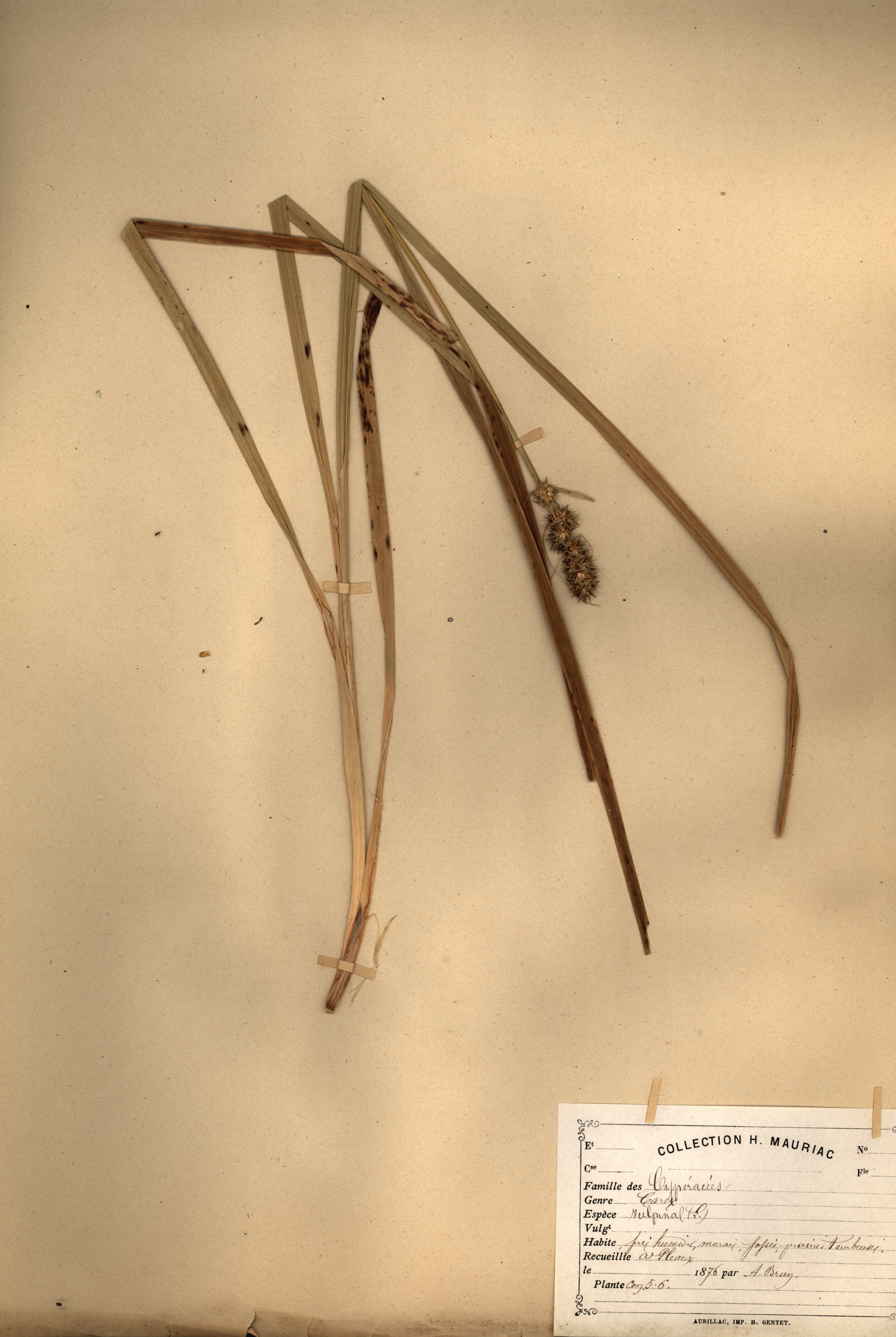 Carex vulpina CLF079502