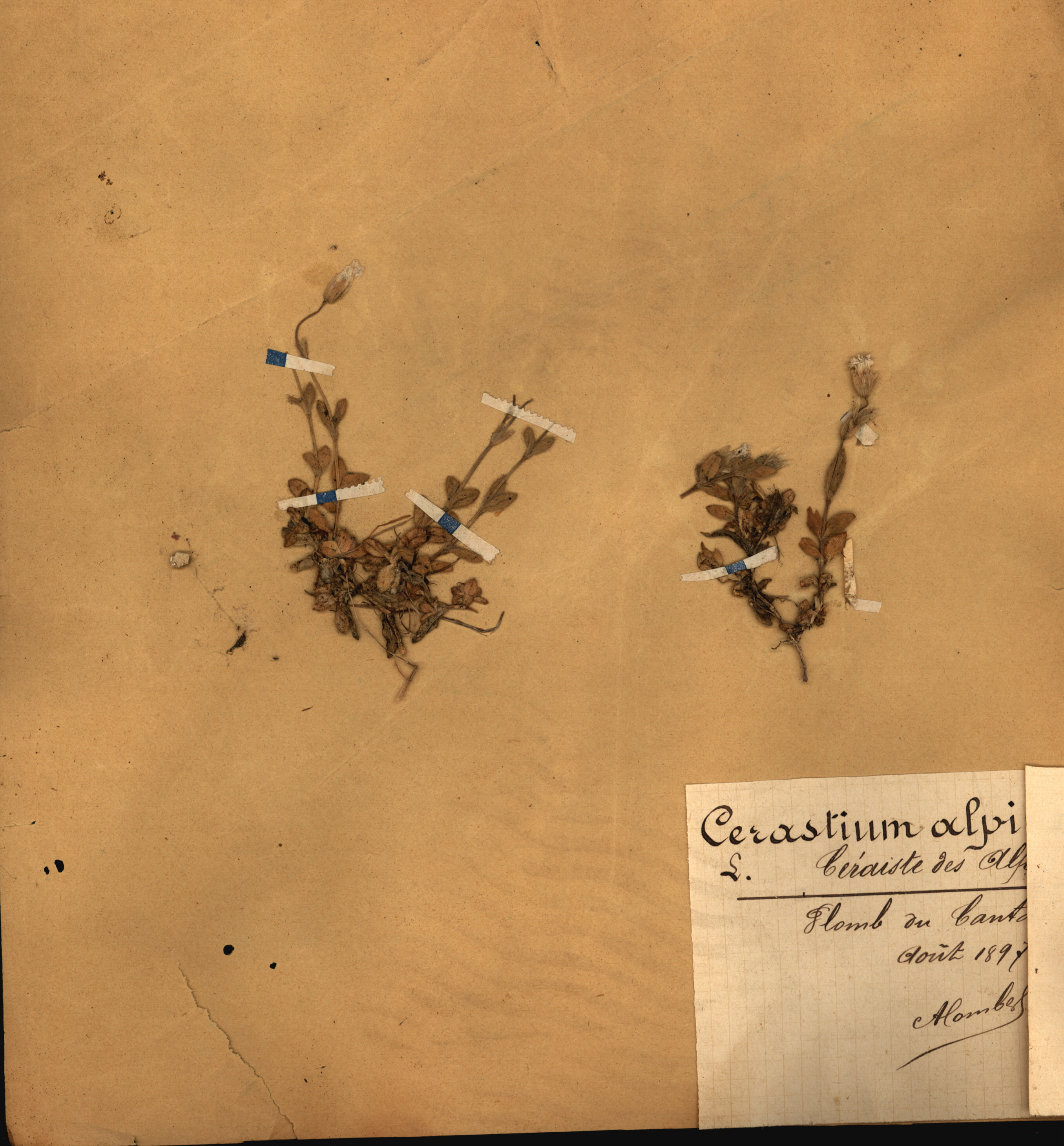 Cerastium alpinum CLF079518