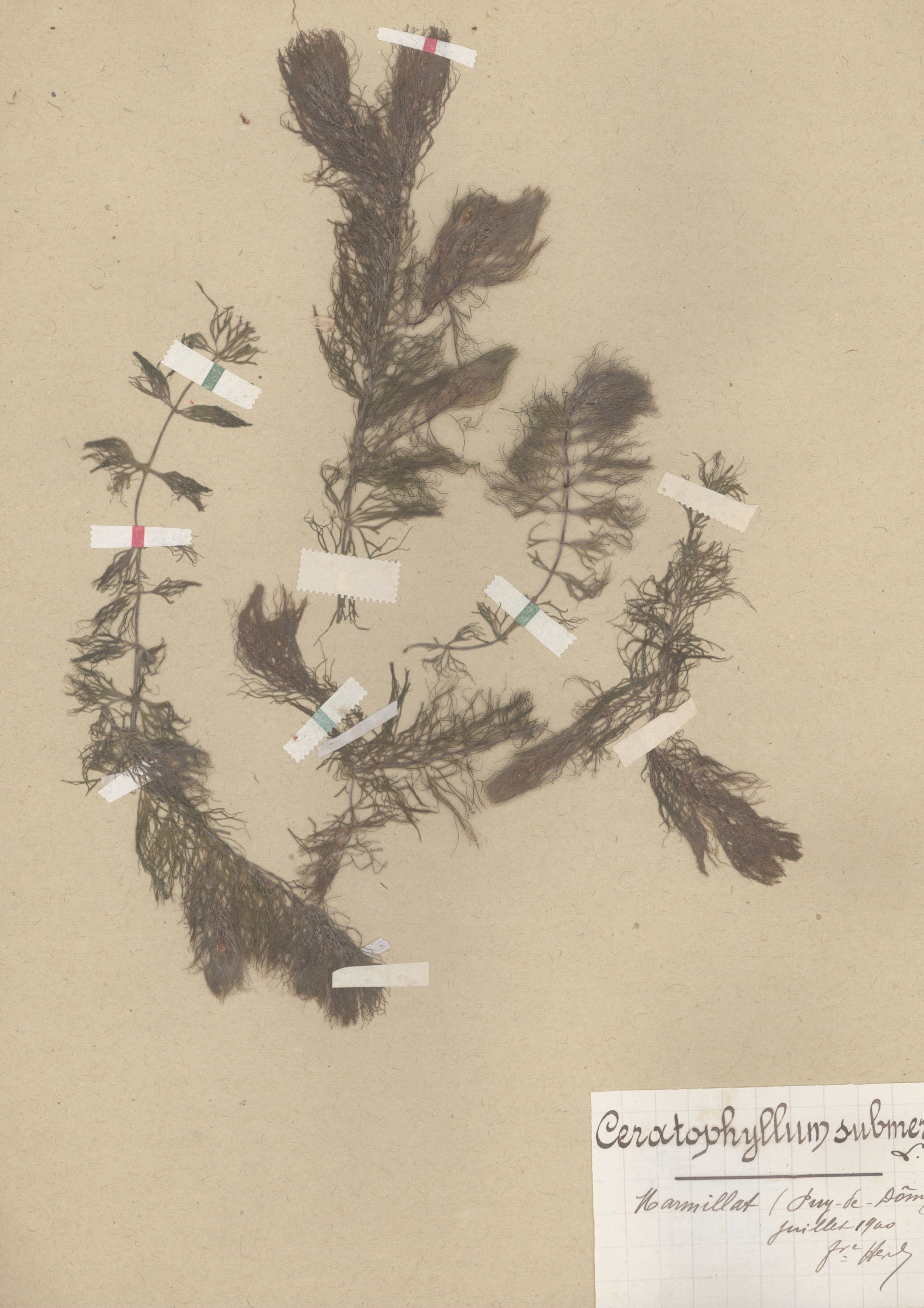 Ceratophyllum submersum CLF079597