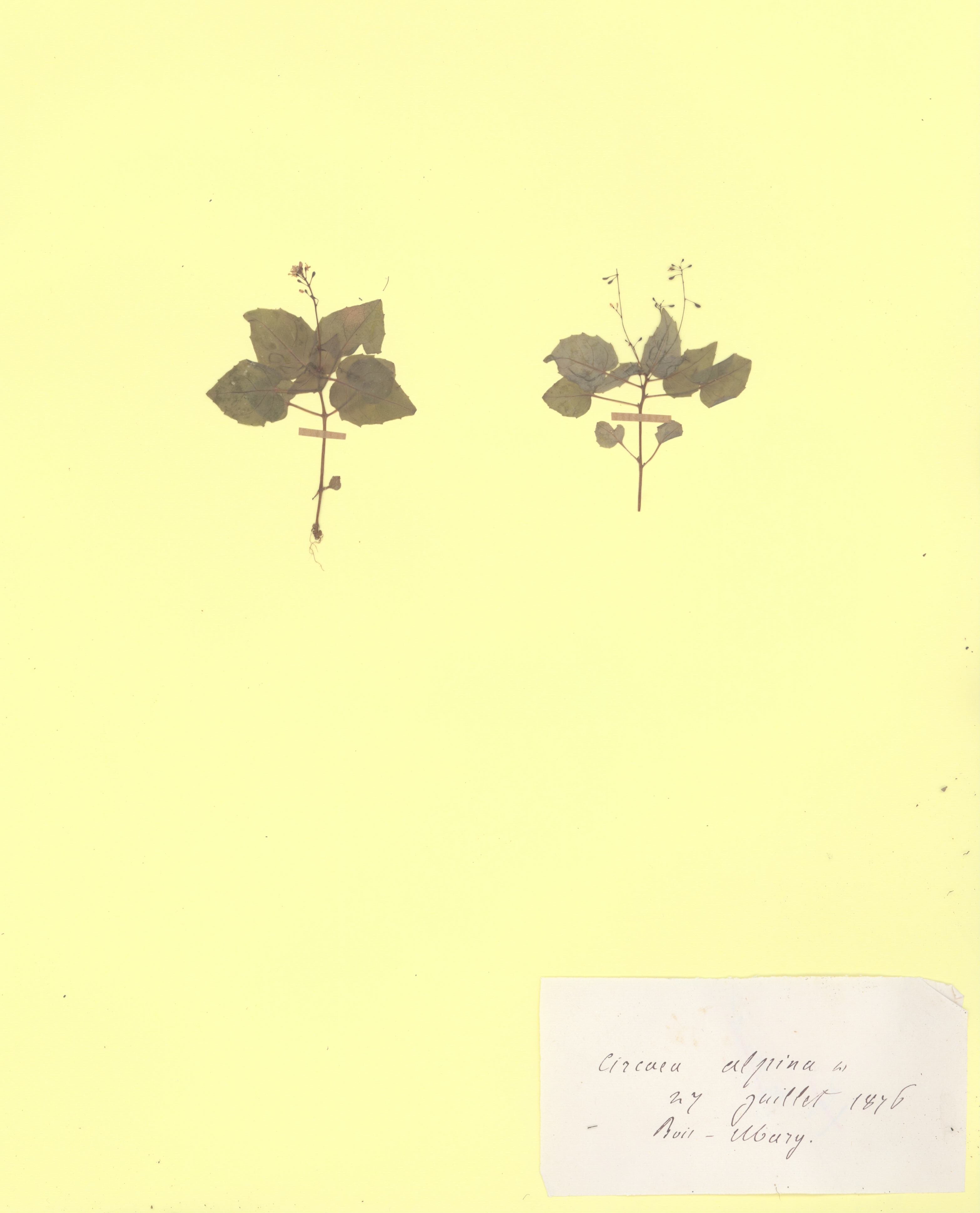 Circaea alpina CLF079573