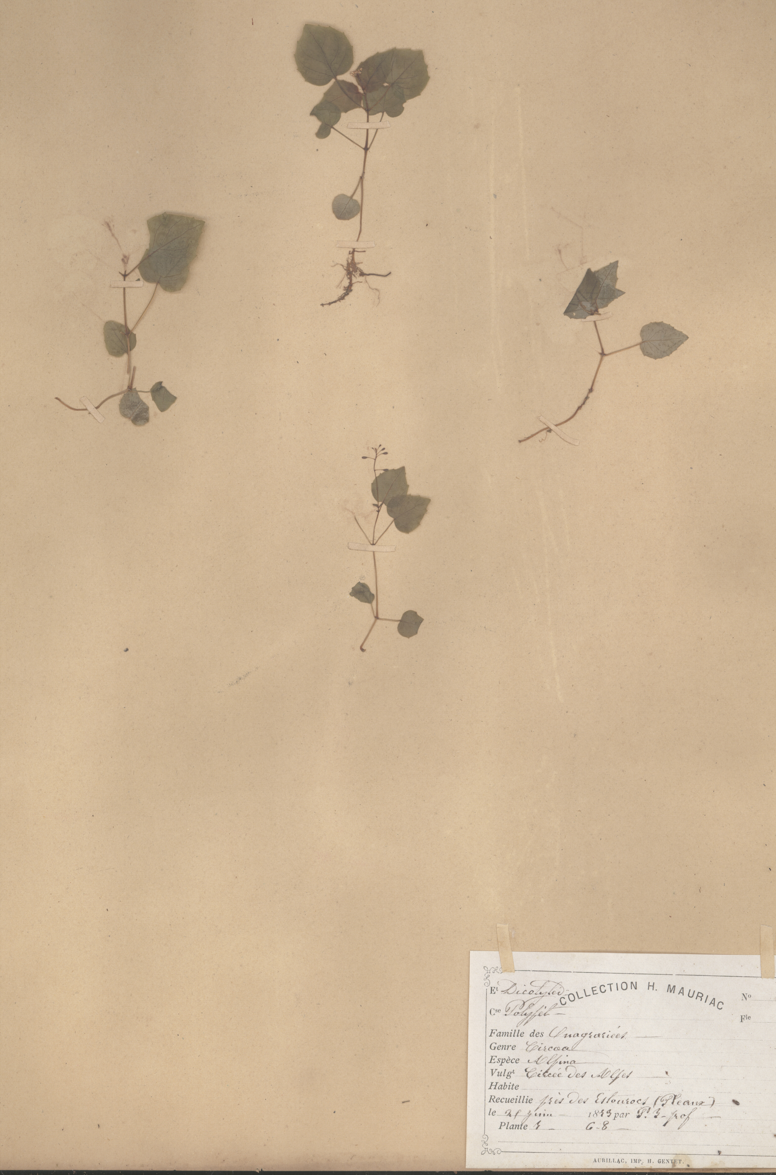 Circaea alpina CLF079574