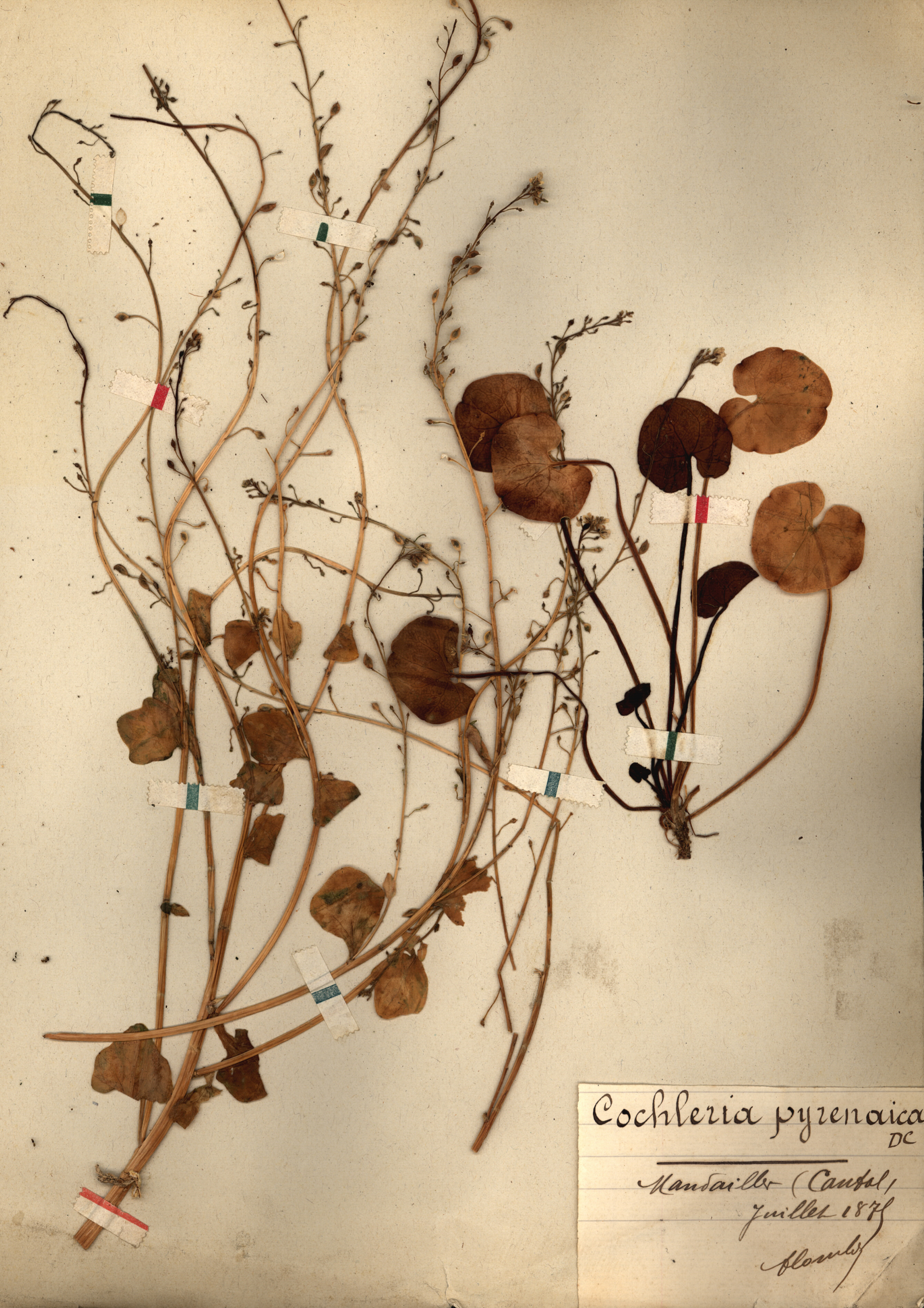 Cochlearia pyrenaica CLF079540