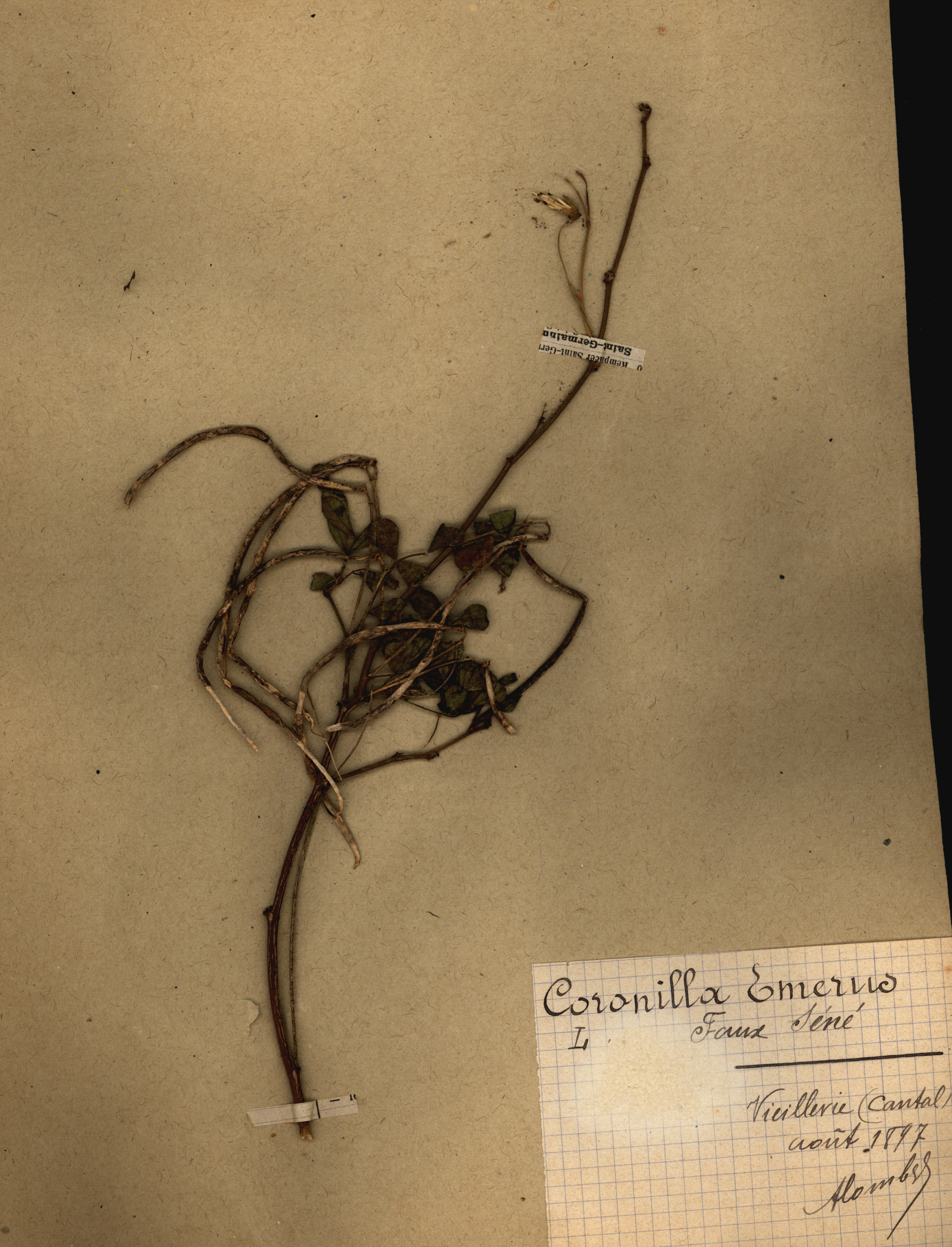 Coronilla emerus CLF079565