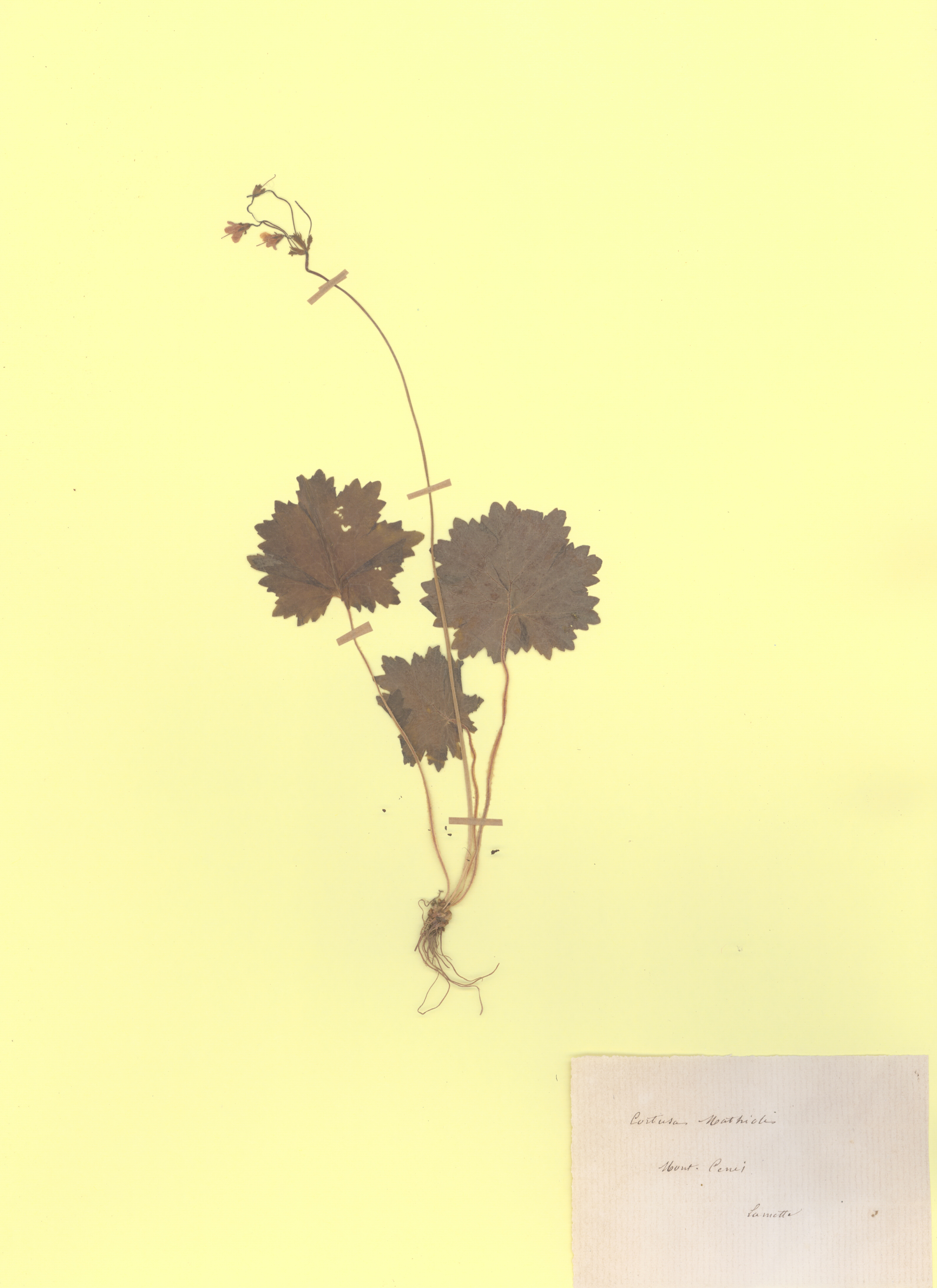 Cortusa matthiolis CLF079621