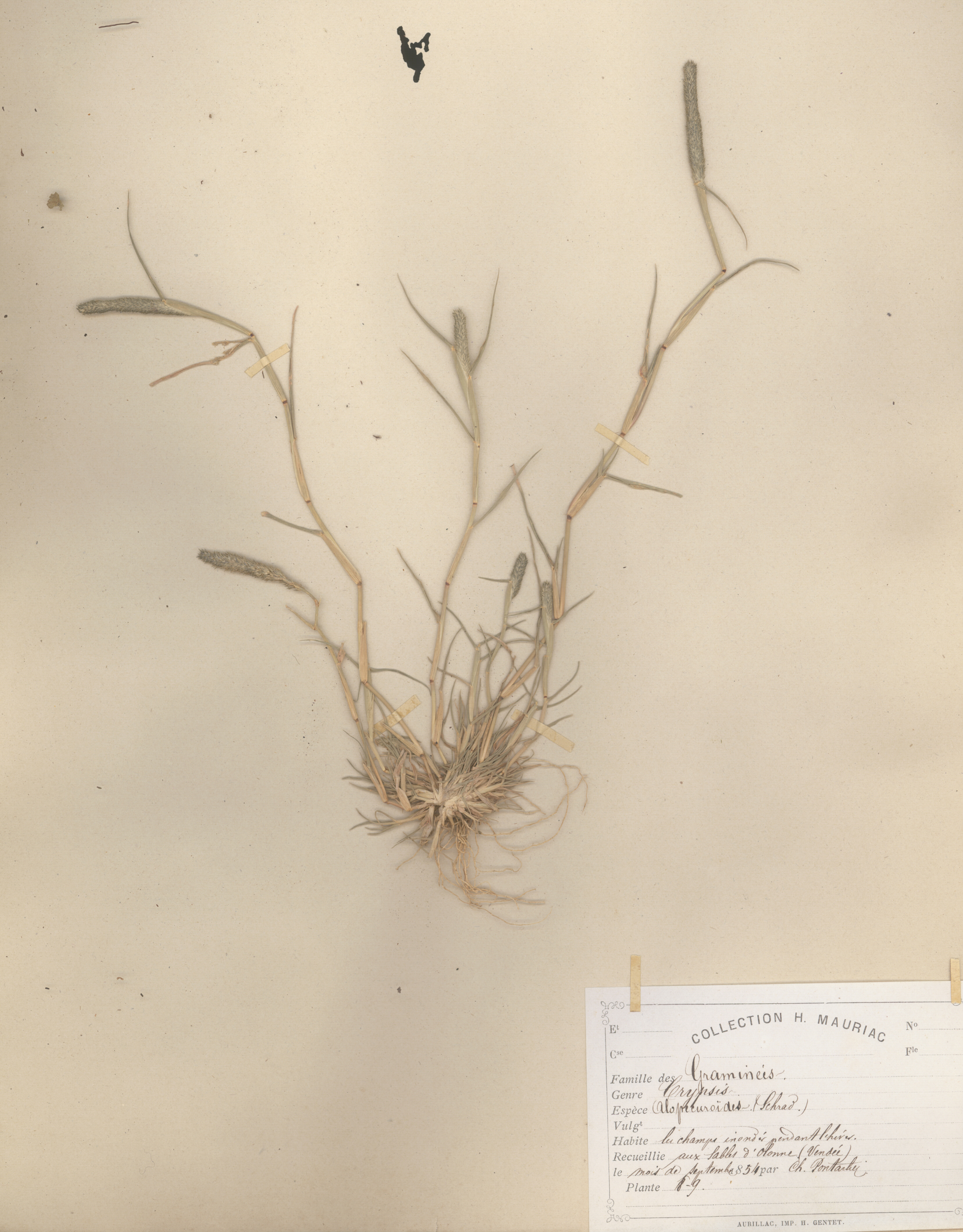 Cryspsis alopecuroides CLF079610