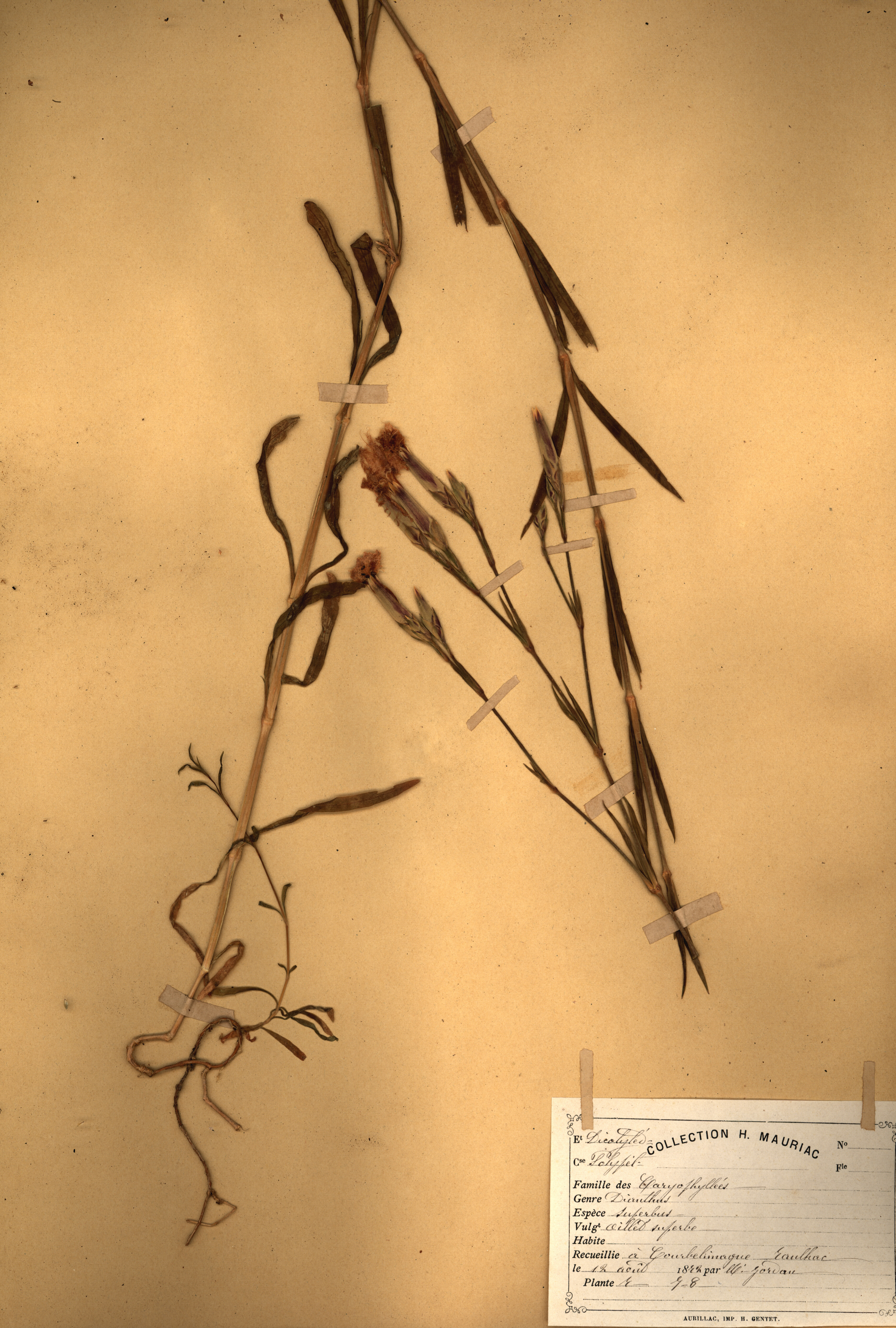Dianthus superbus CLF079516