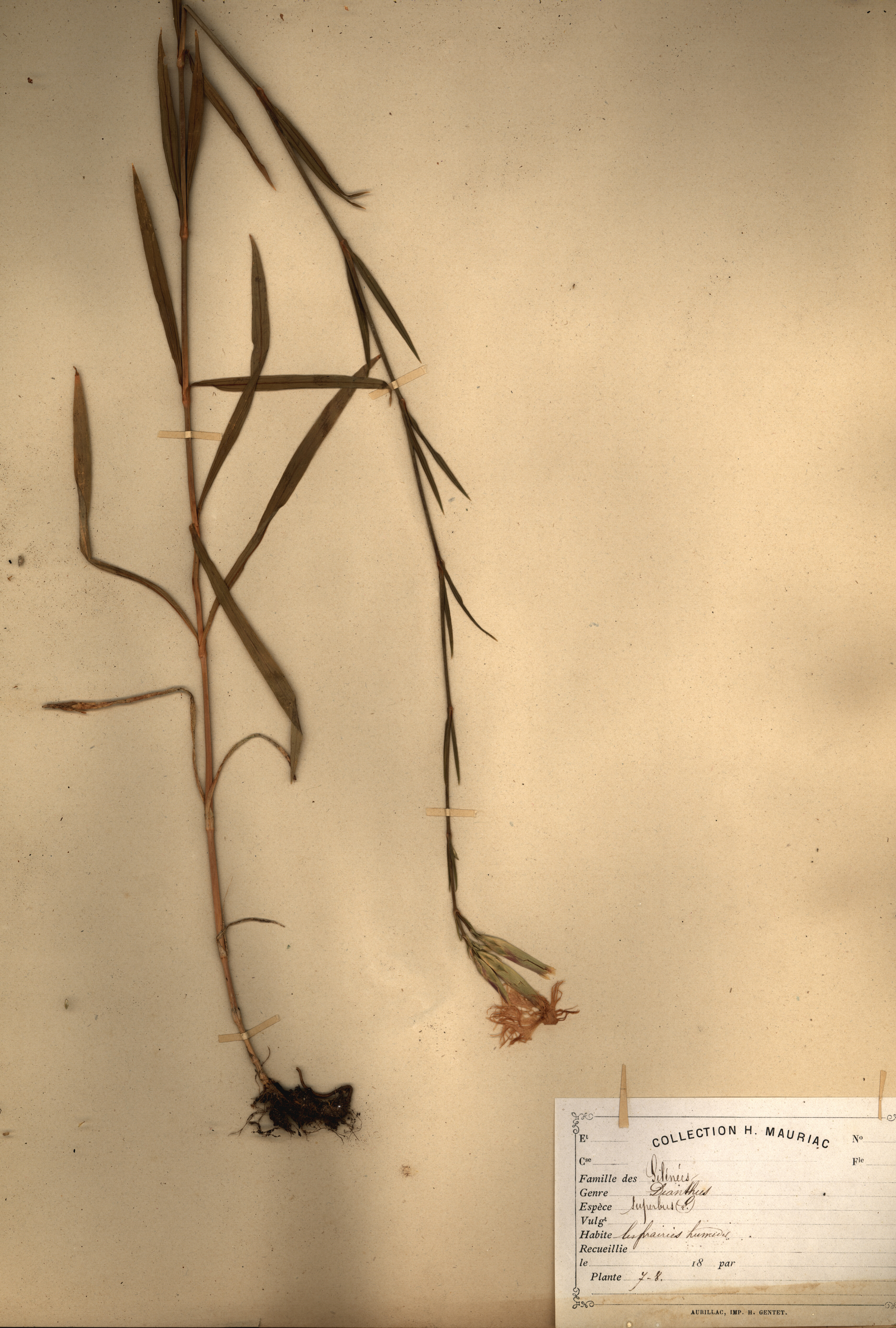 Dianthus superbus CLF079517