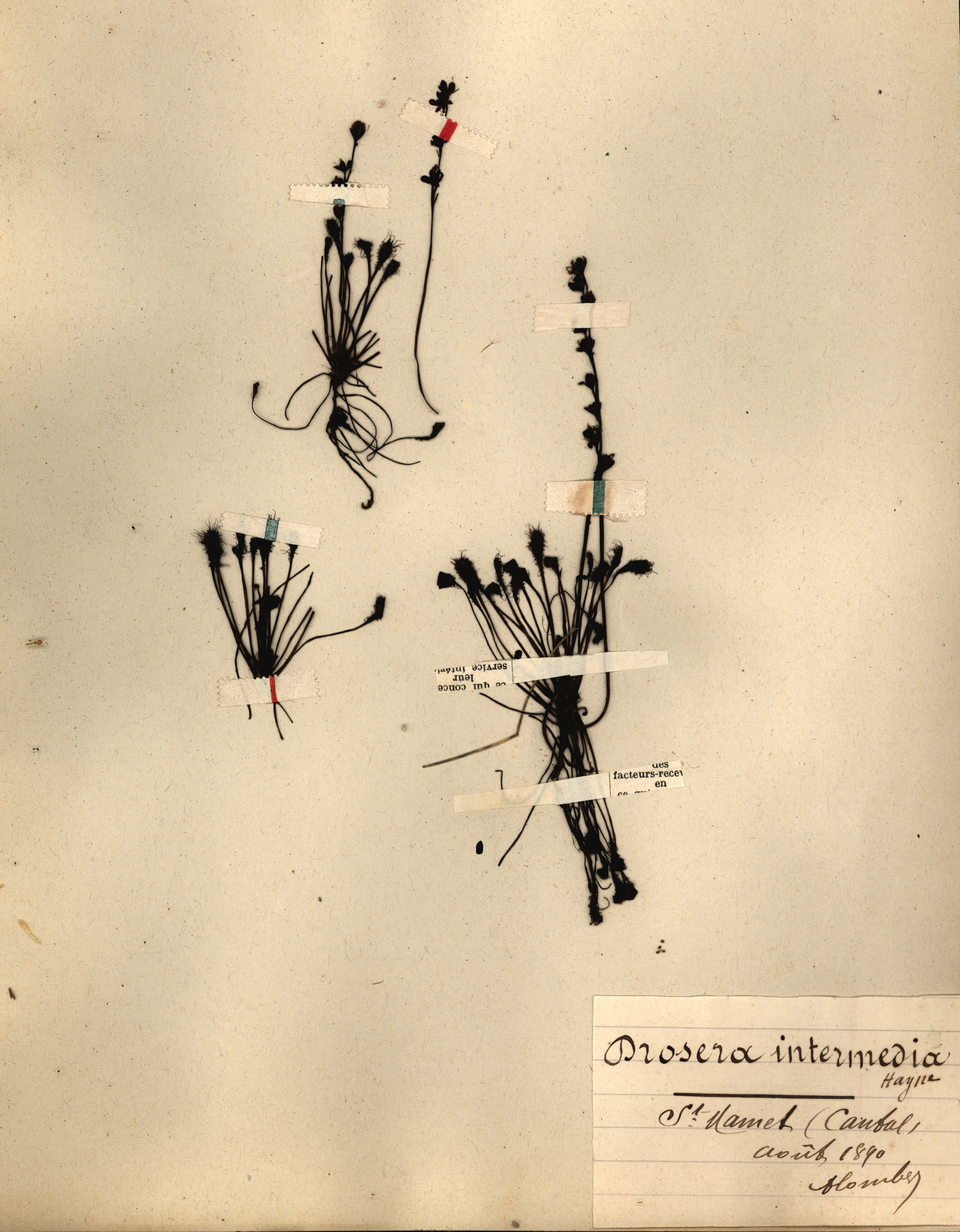 Drosera intermedia CLF079553