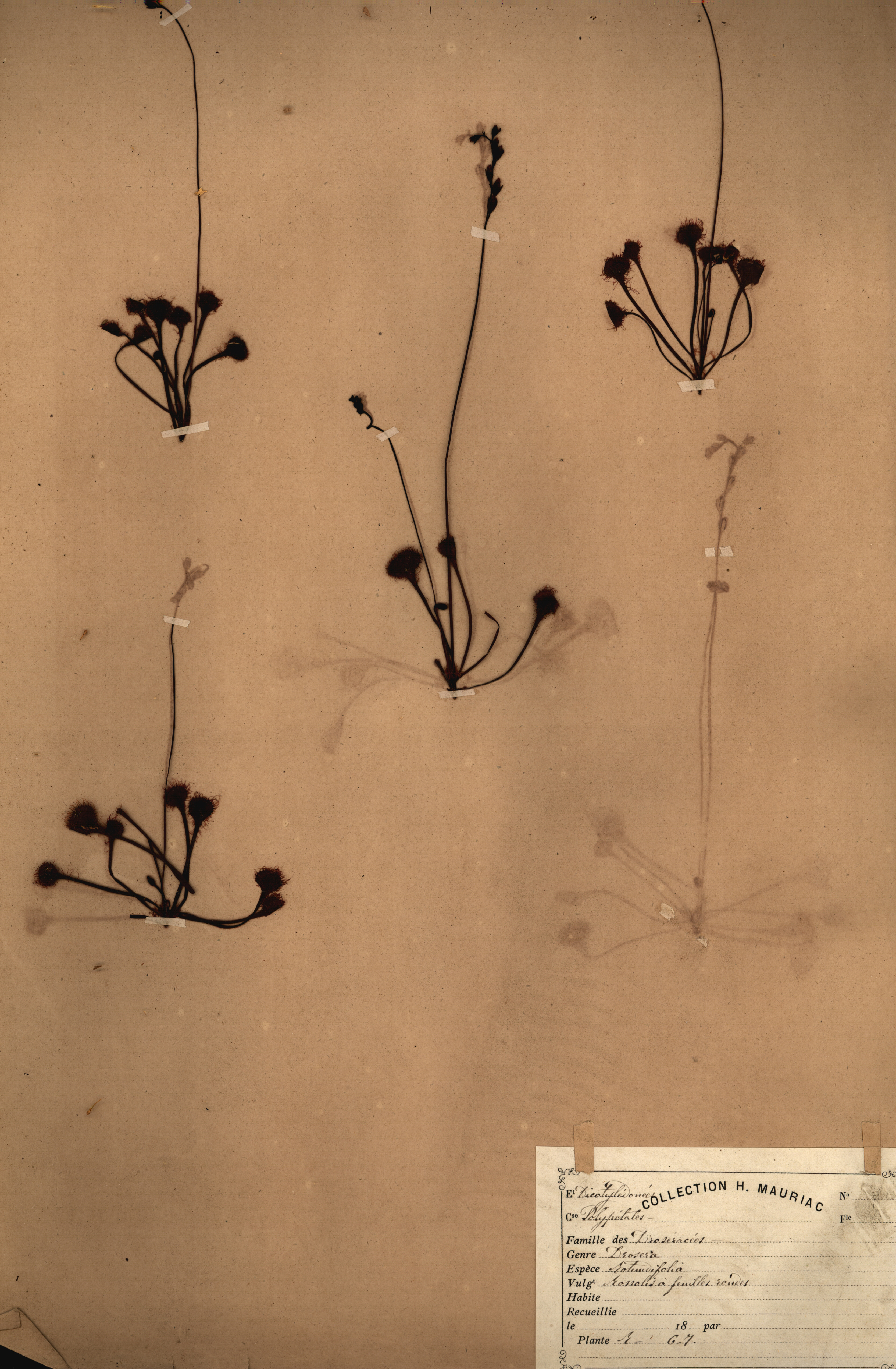 Drosera rotundifolia CLF079555