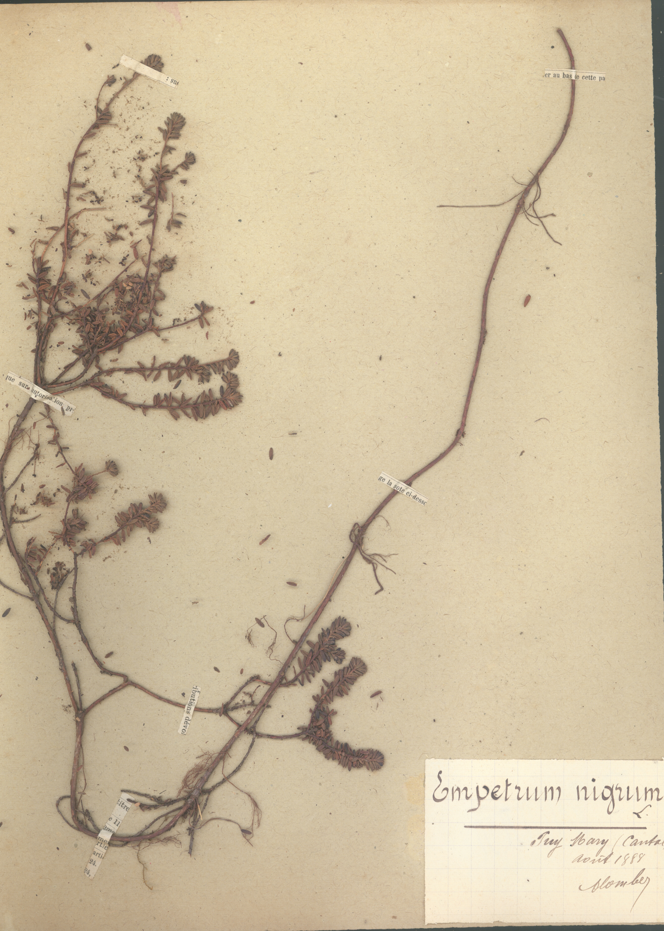Empetrum nigrum CLF079568