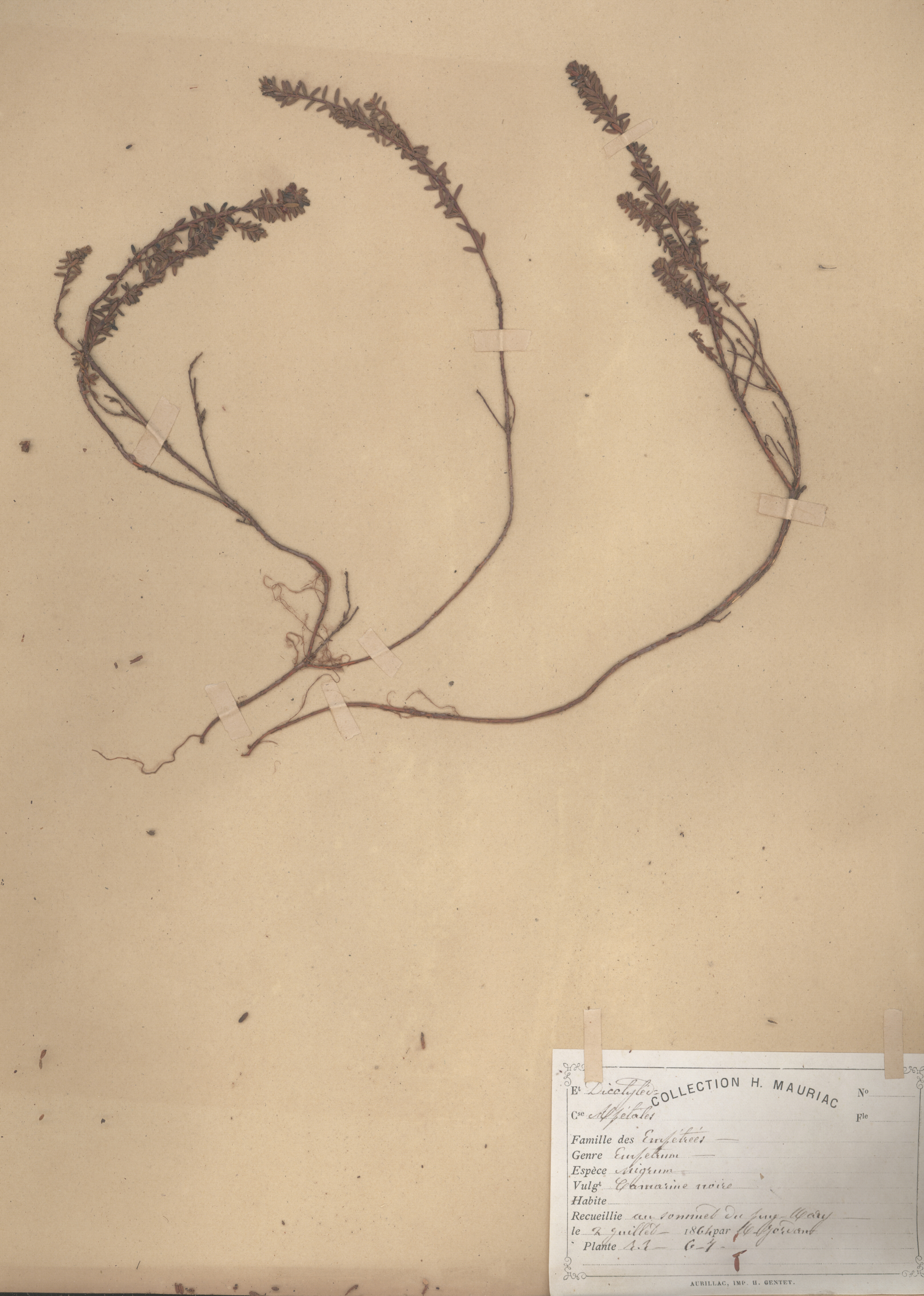 Empetrum nigrum CLF079569