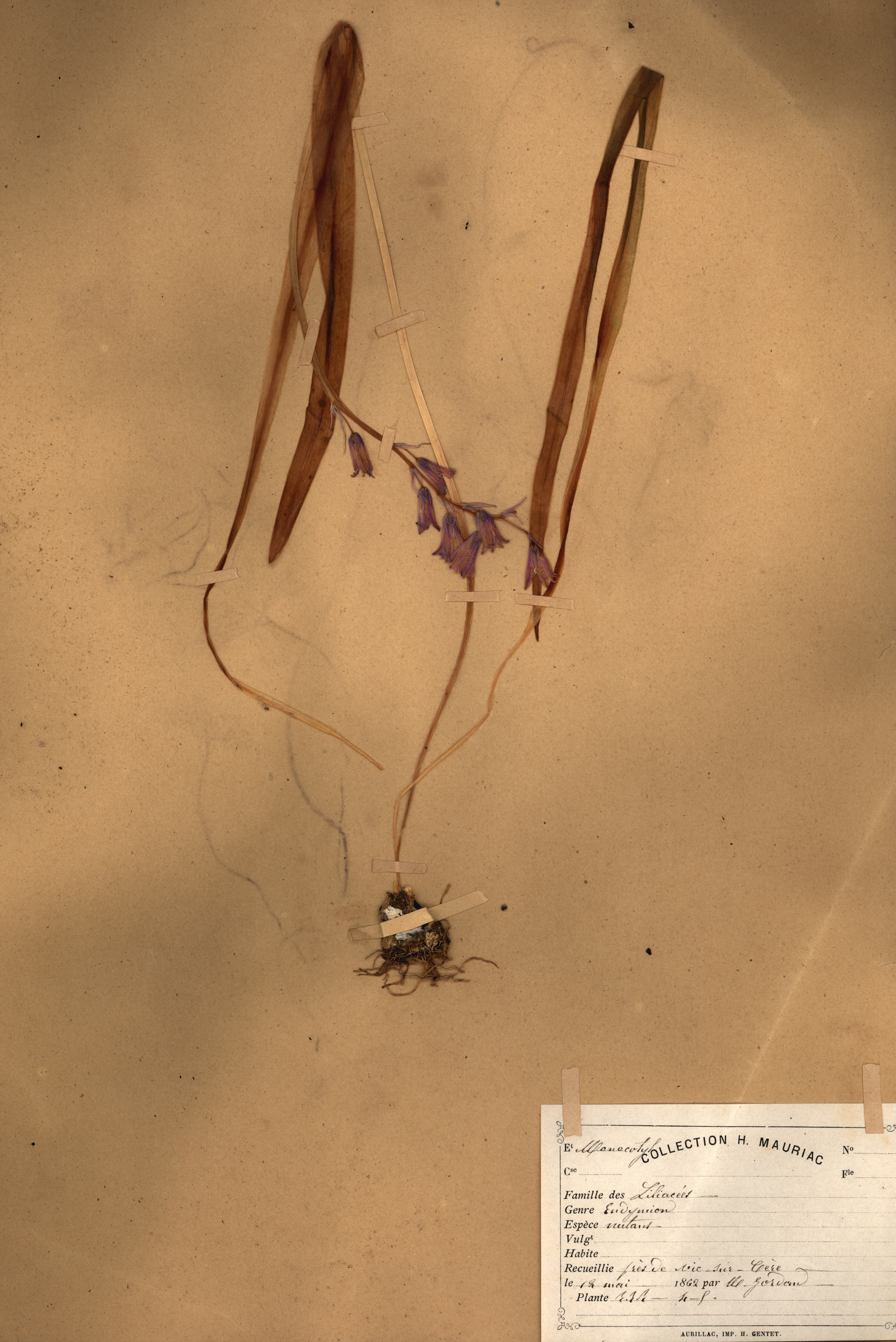 Endymion nutans CLF079531