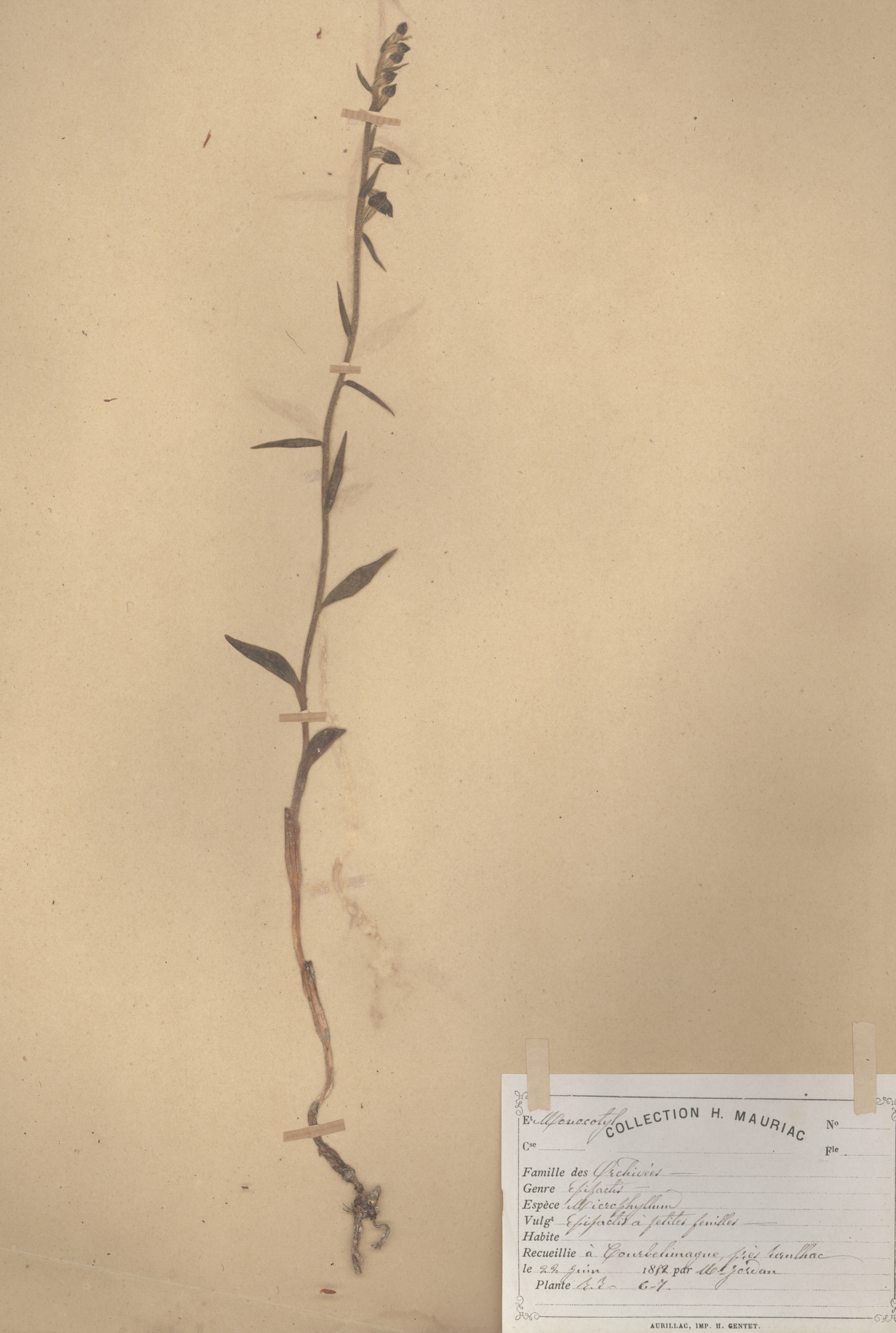 Epipactis microphyllum CLF079593