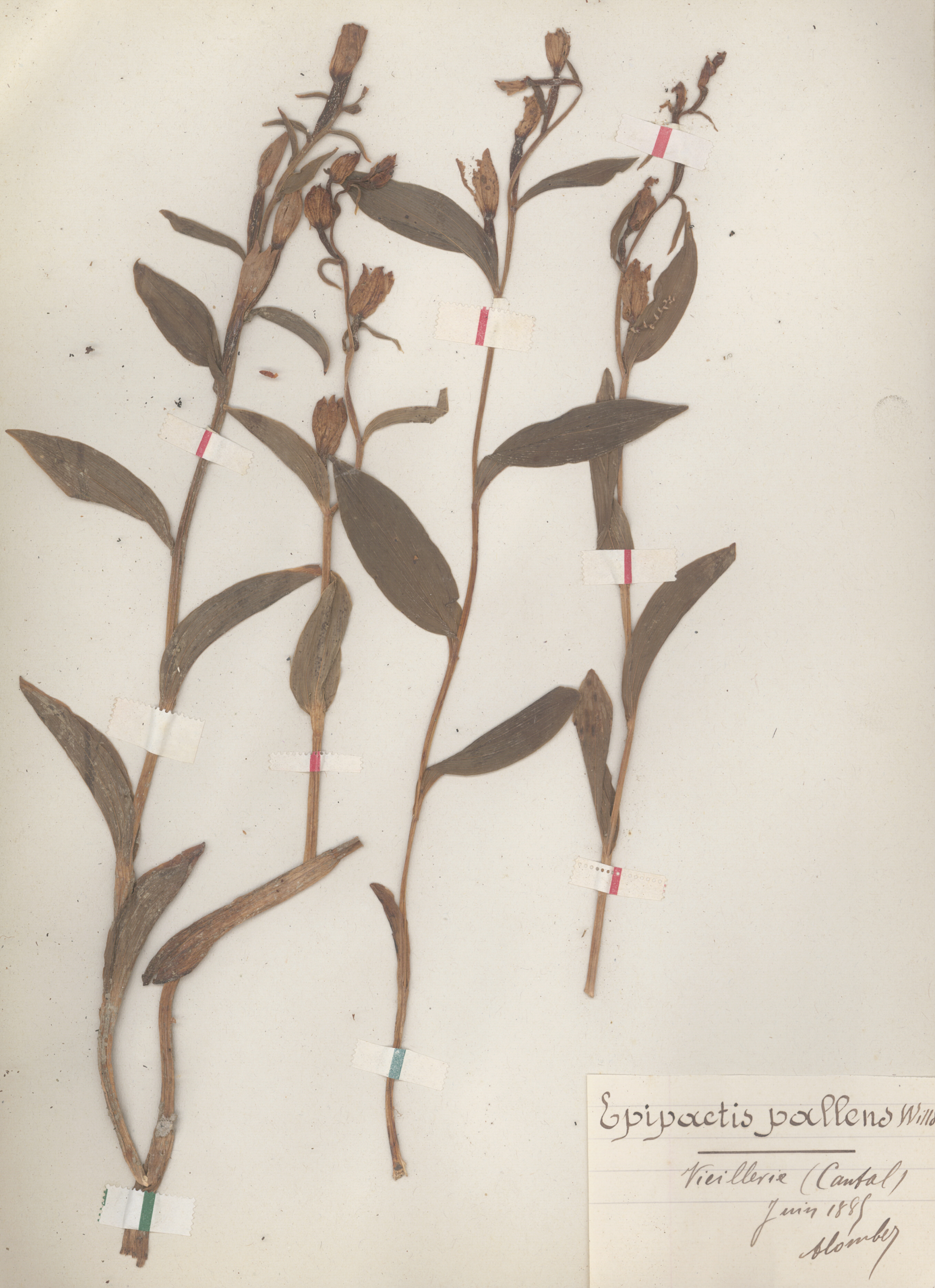 Epipactis pallens CLF079591