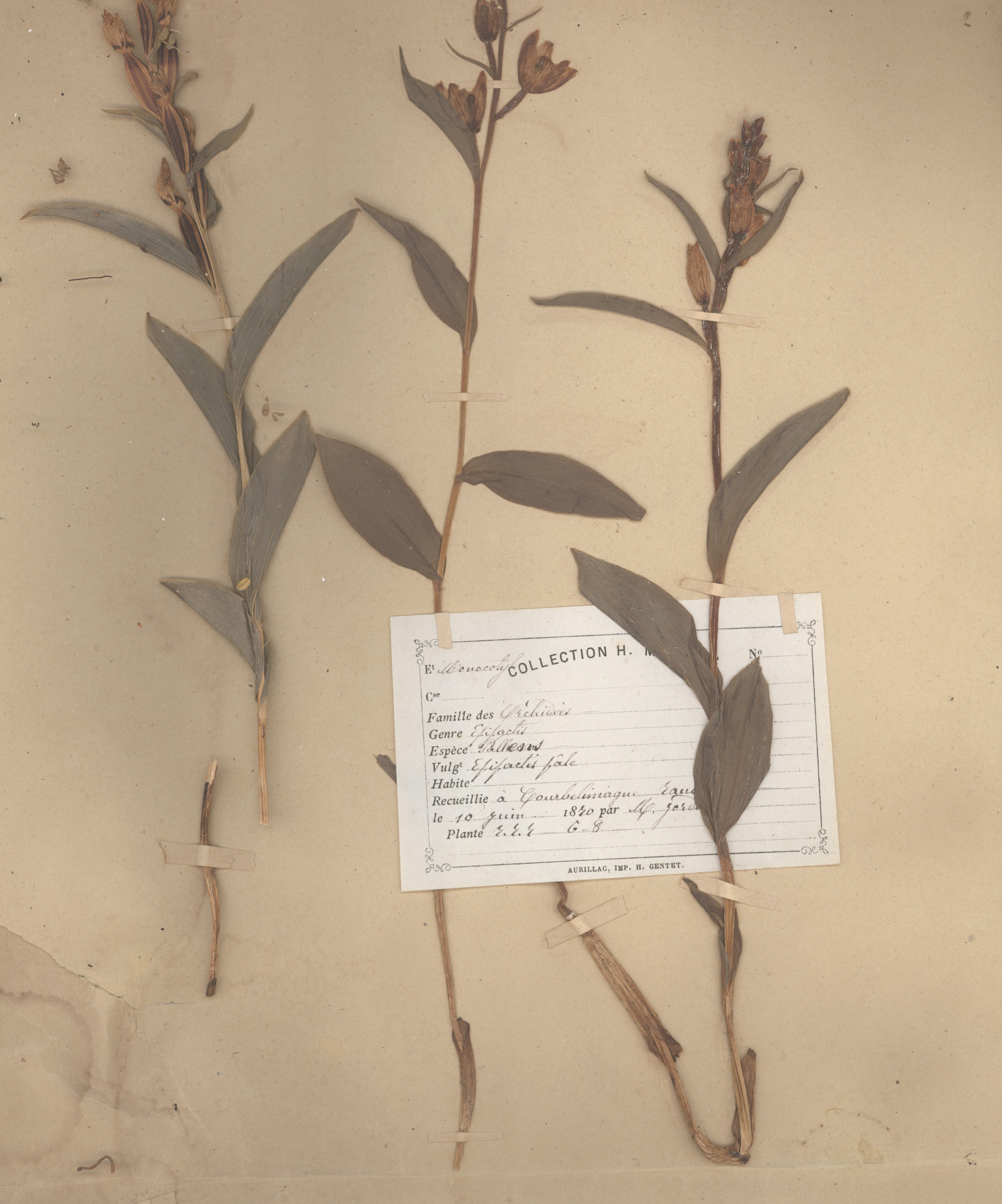 Epipactis pallens CLF079615