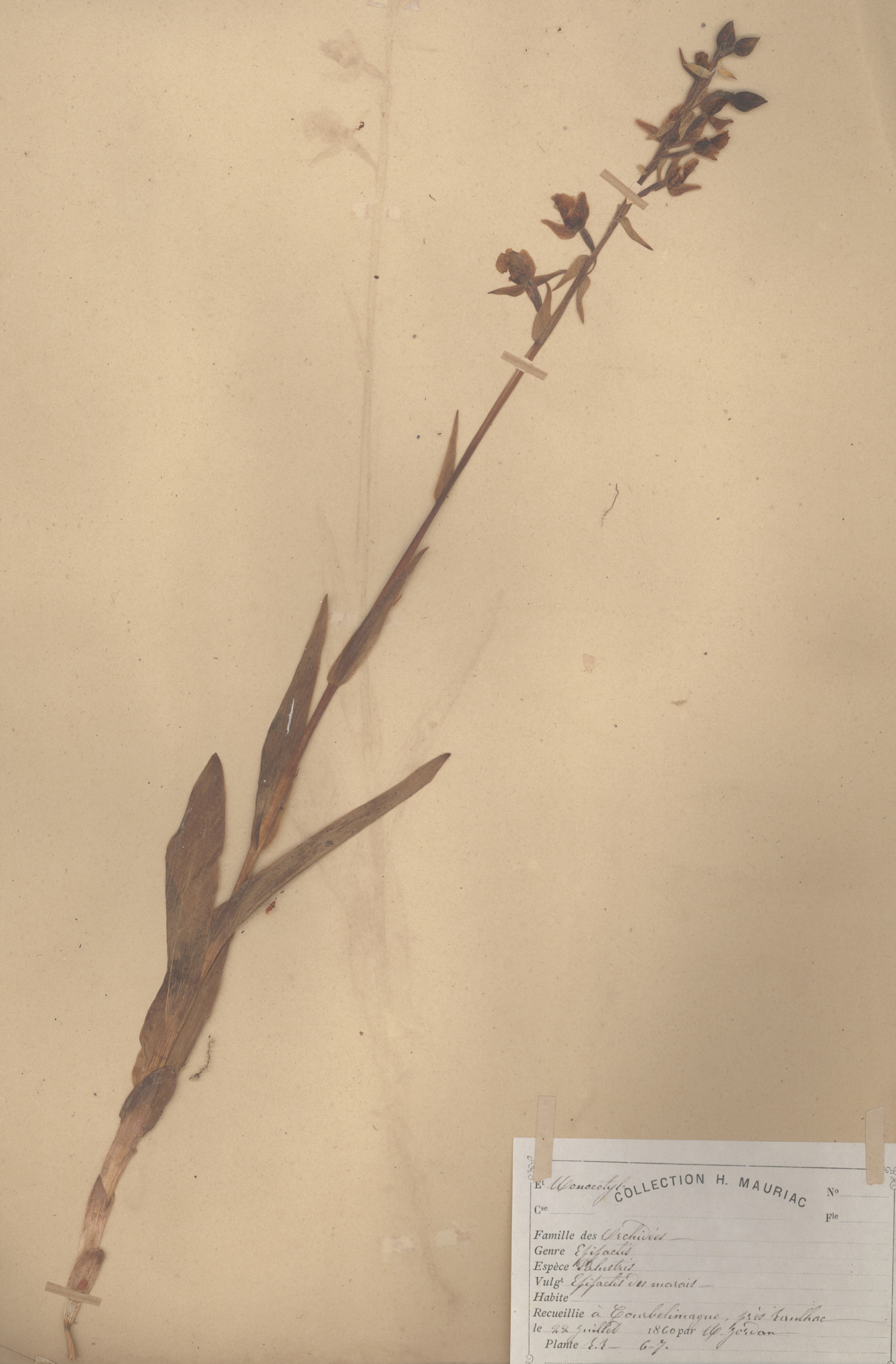 Epipactis palustrisCLF079595