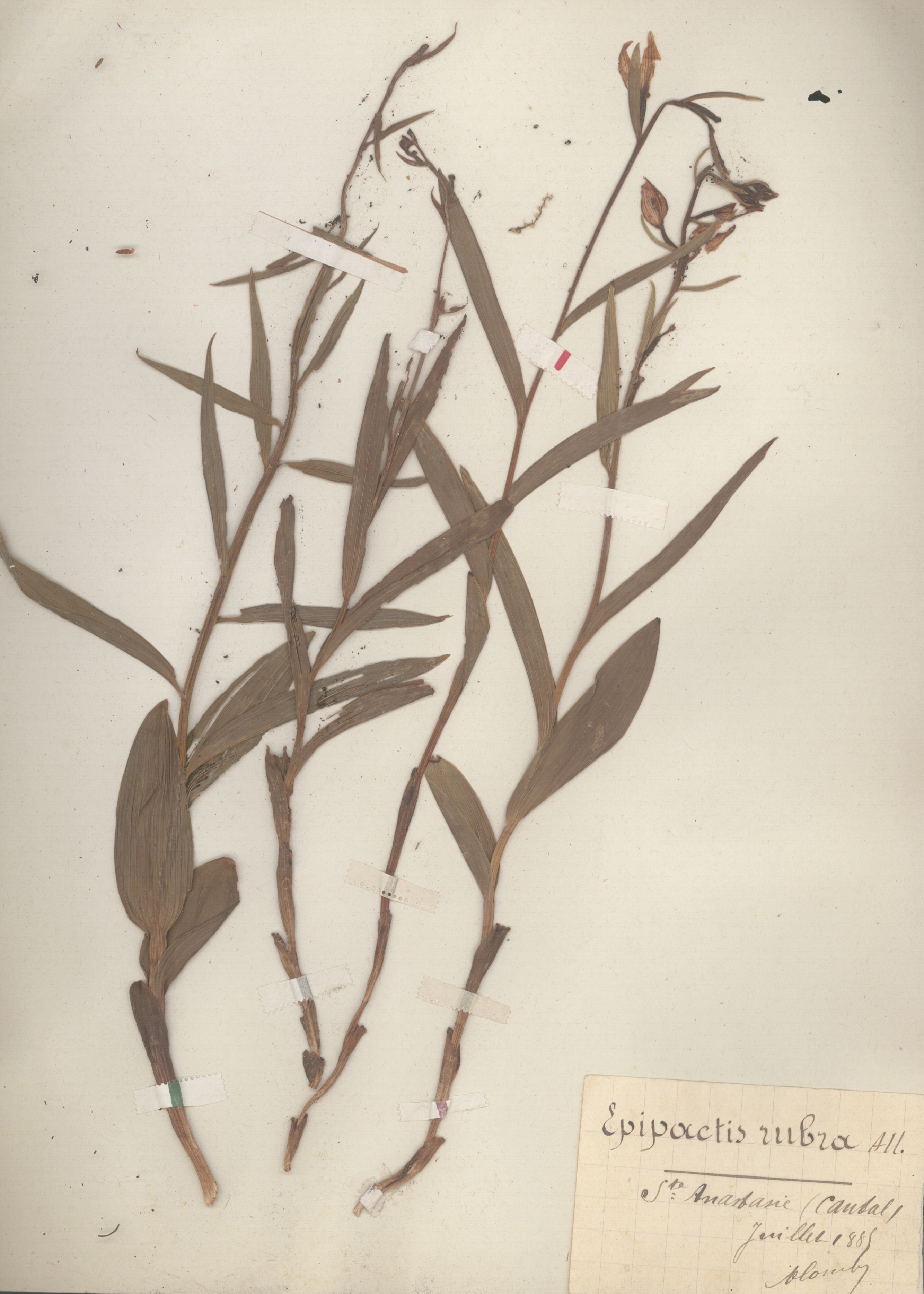 Epipactis rubra CLF079592