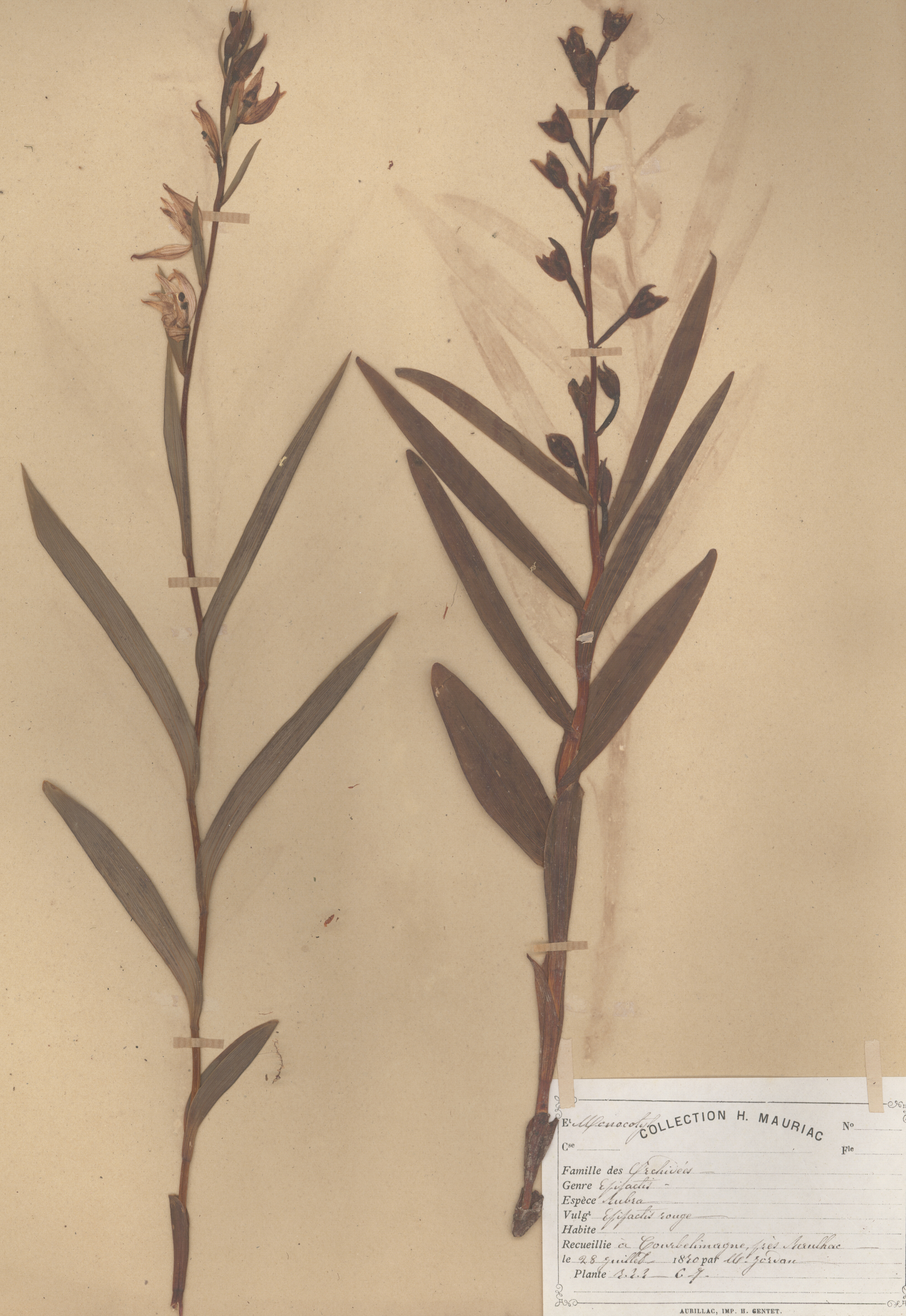 Epipactis rubra CLF079594