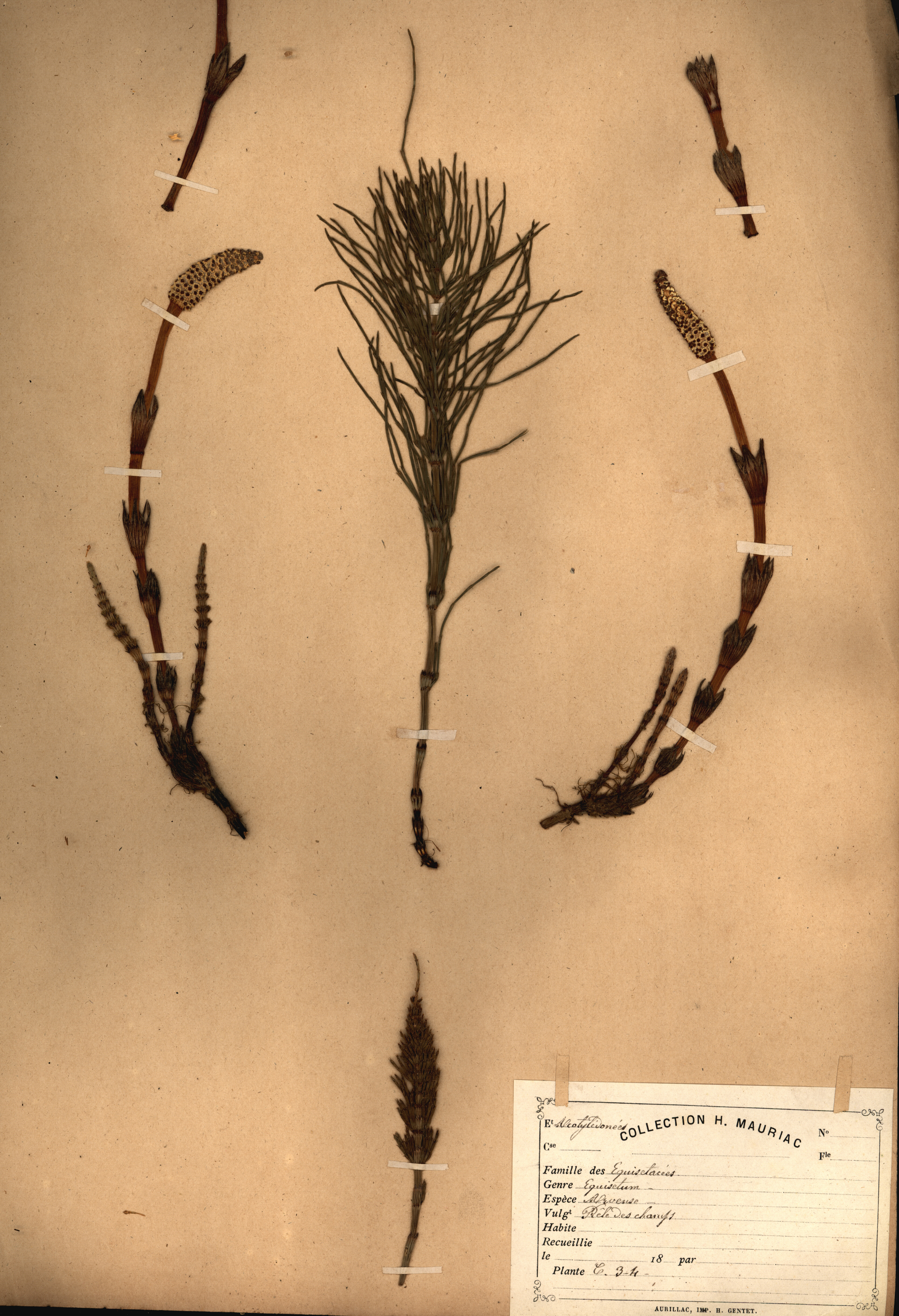 Equisetum arvense 