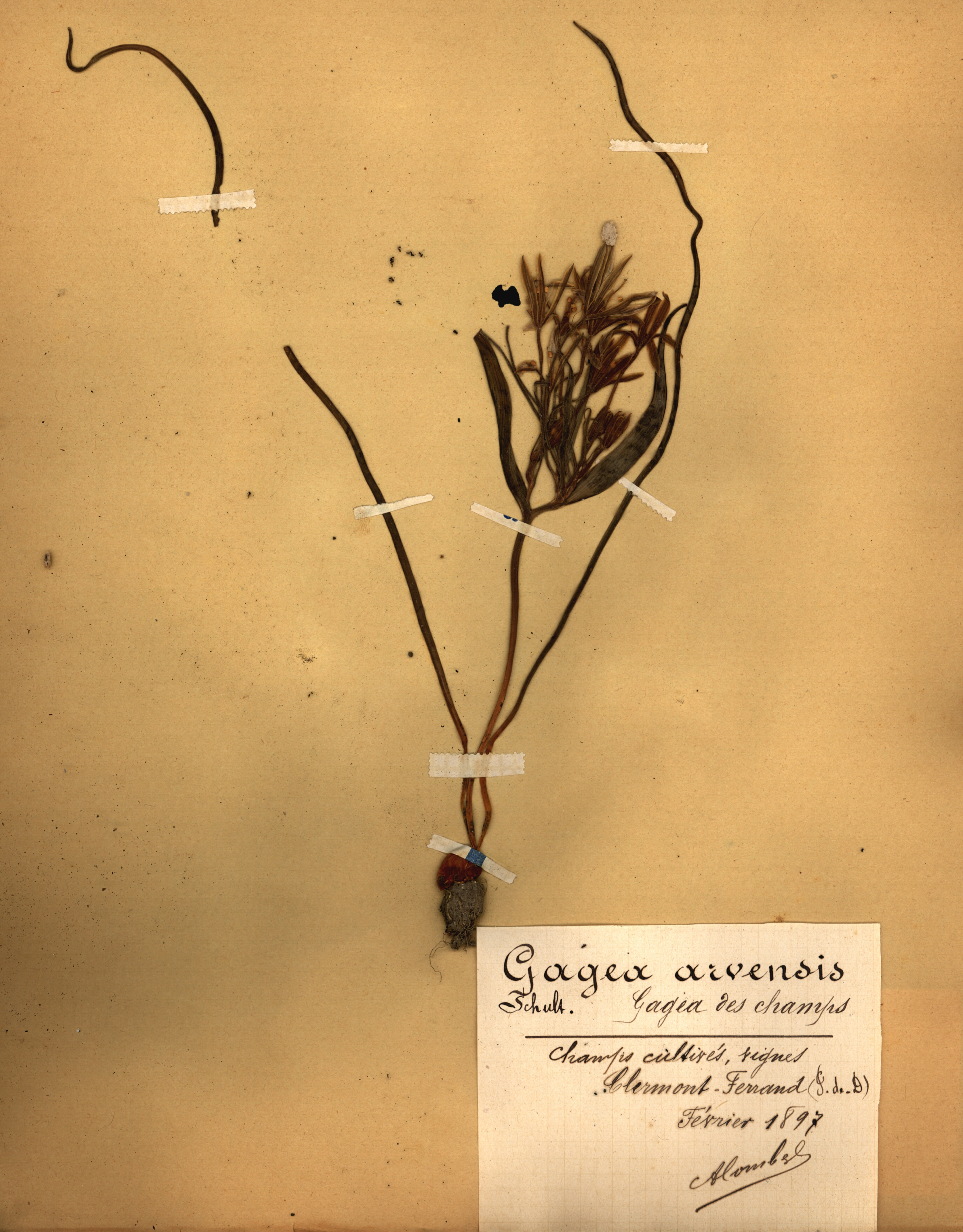 Gagea arvensis CLF079528