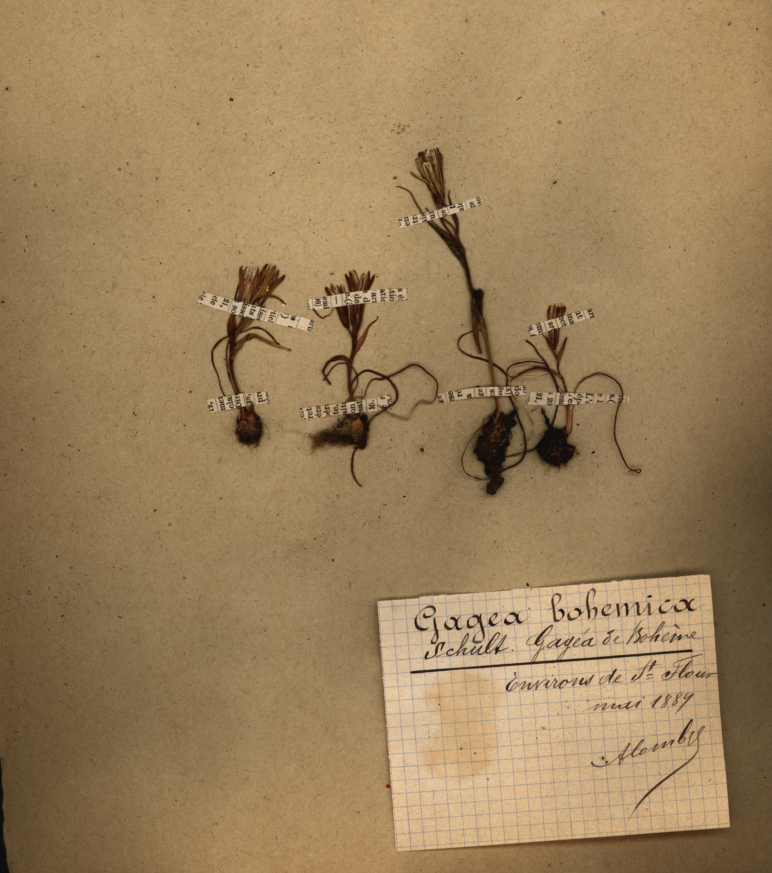 Gagea bohemica  CLF079526