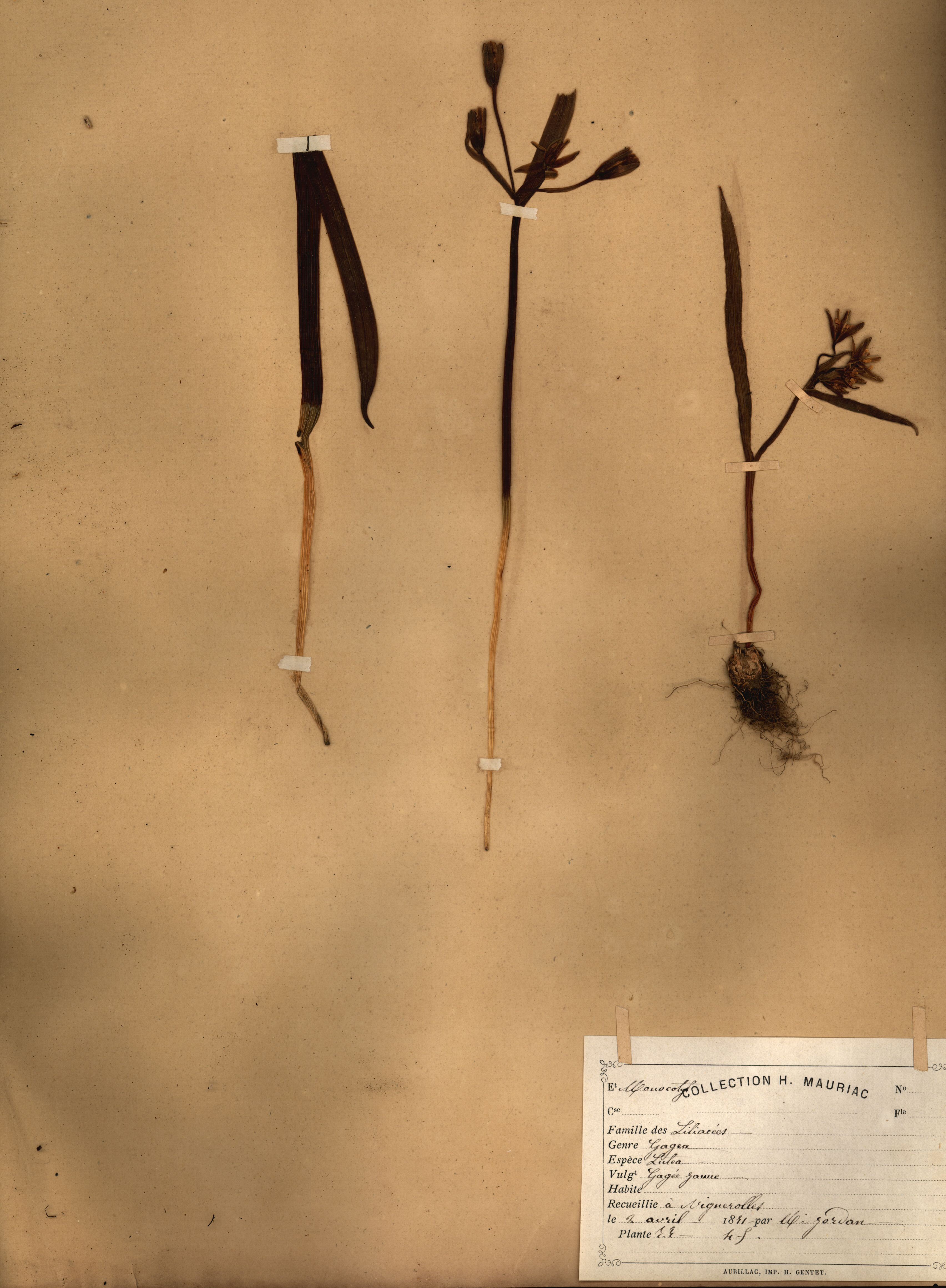 Gagea lutea CLF079524