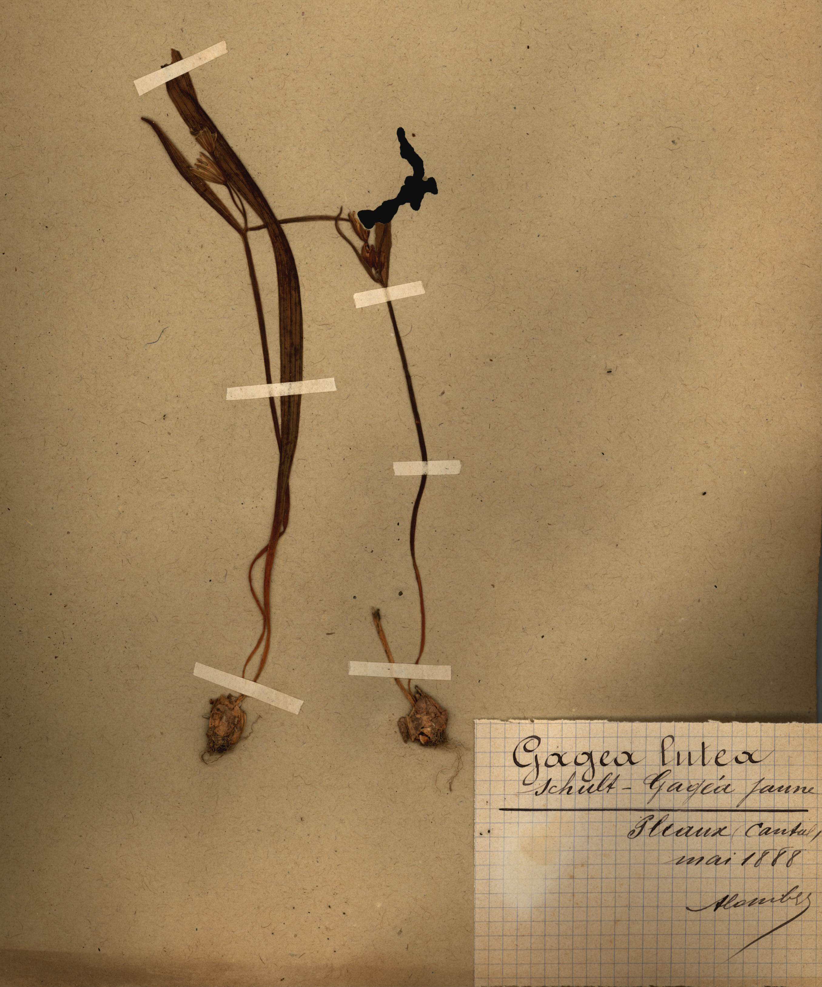 Gagea lutea CLF079527