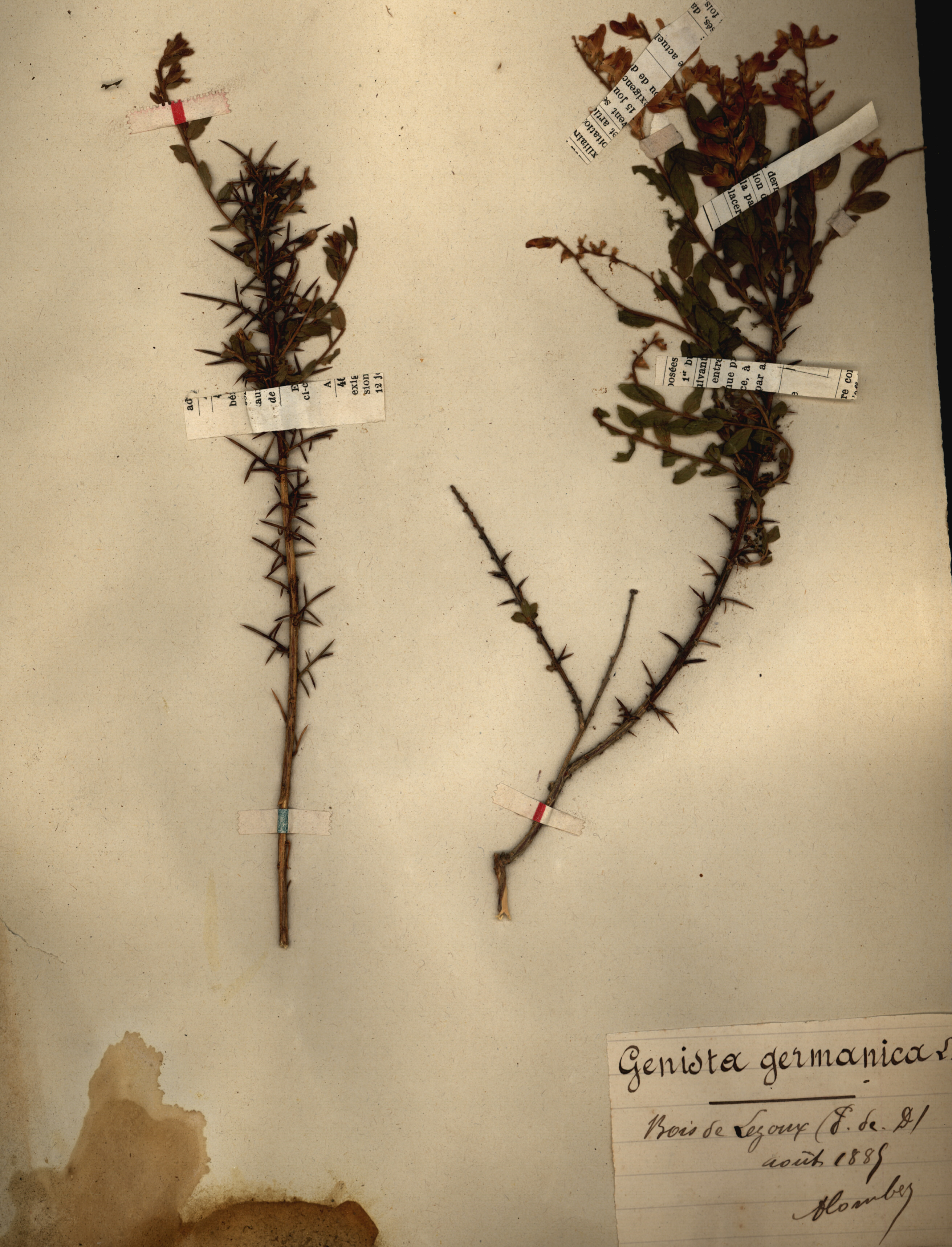 Genista germanica CLF079564