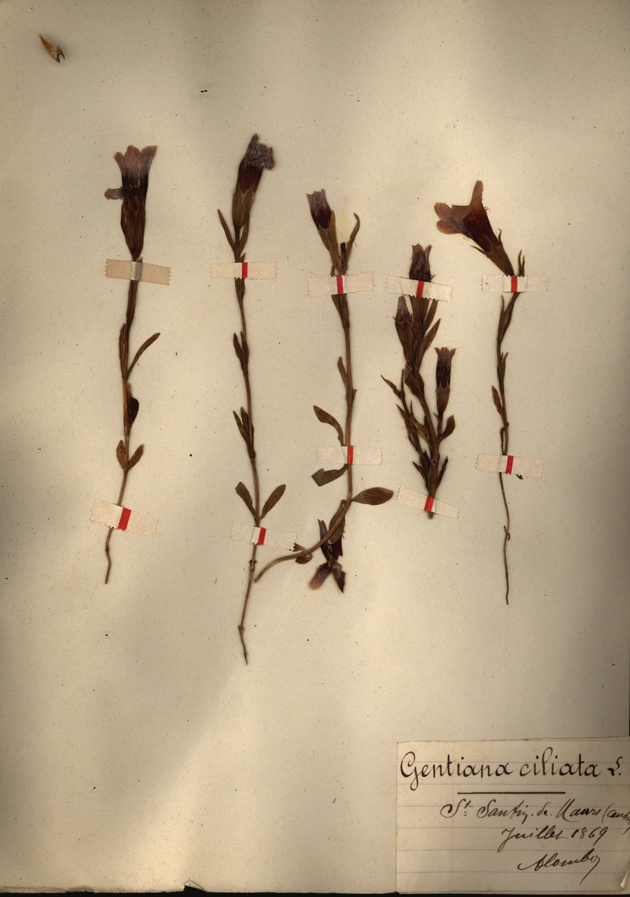 Gentiana ciliata CLF079533