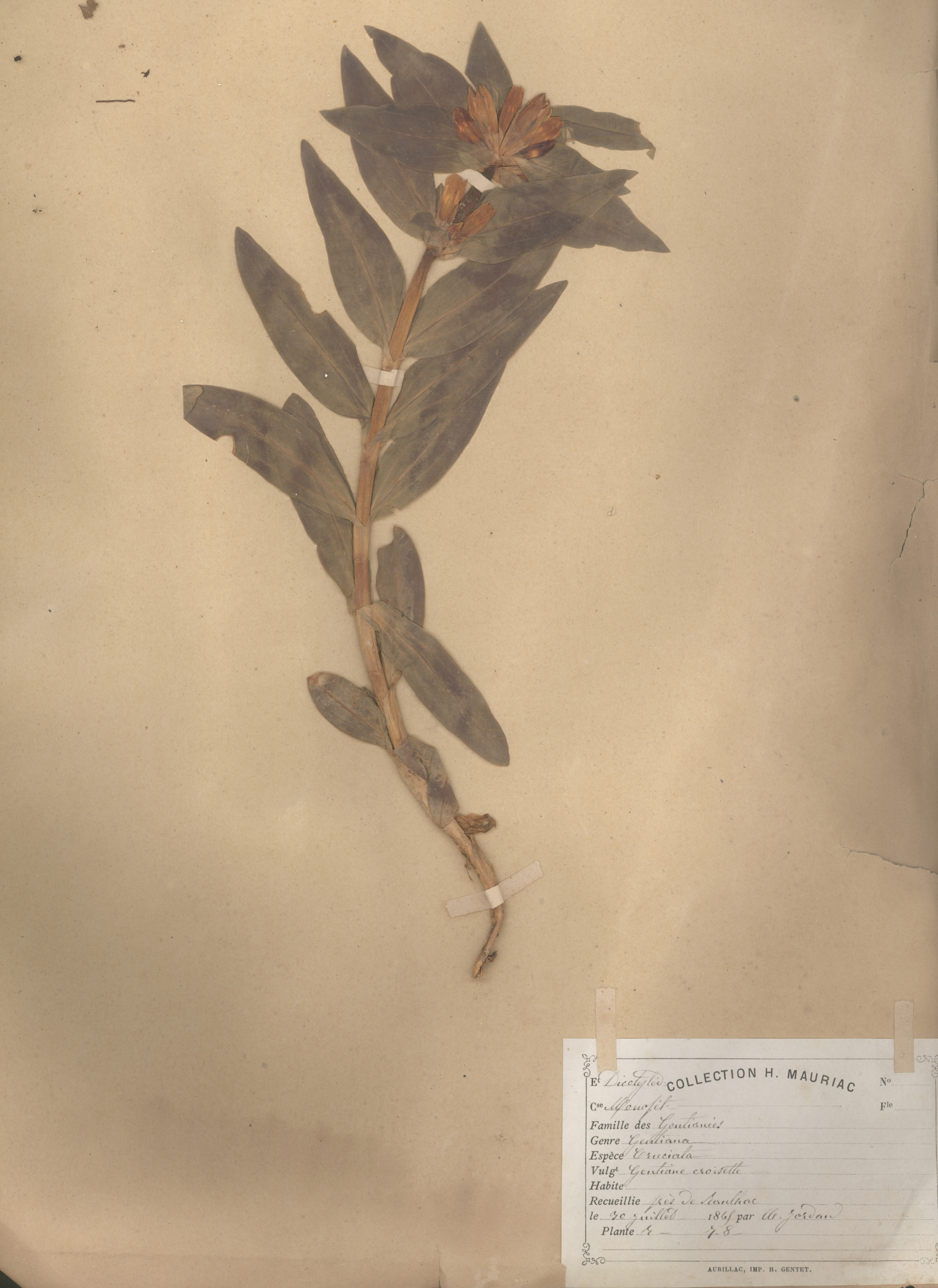 Gentiana cruciata CLF079612